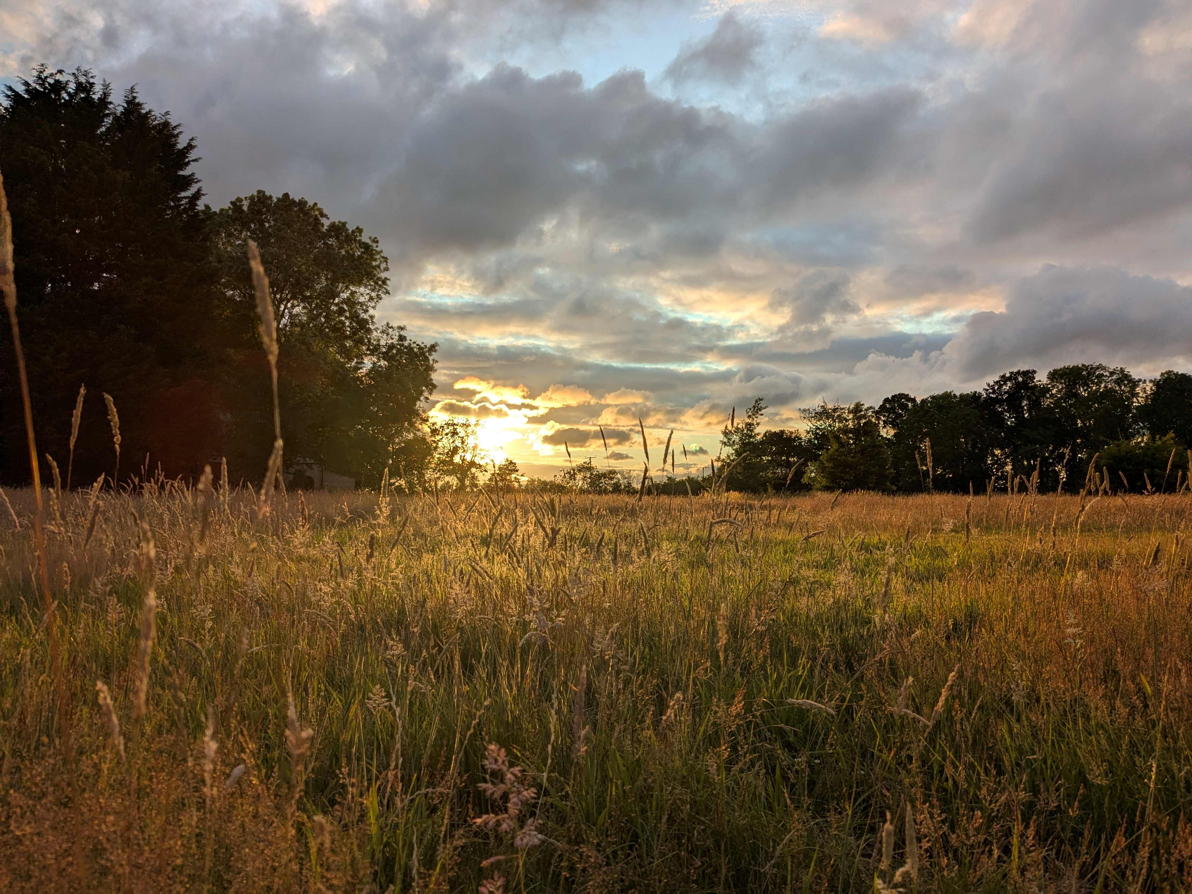 Enholmes Meadow