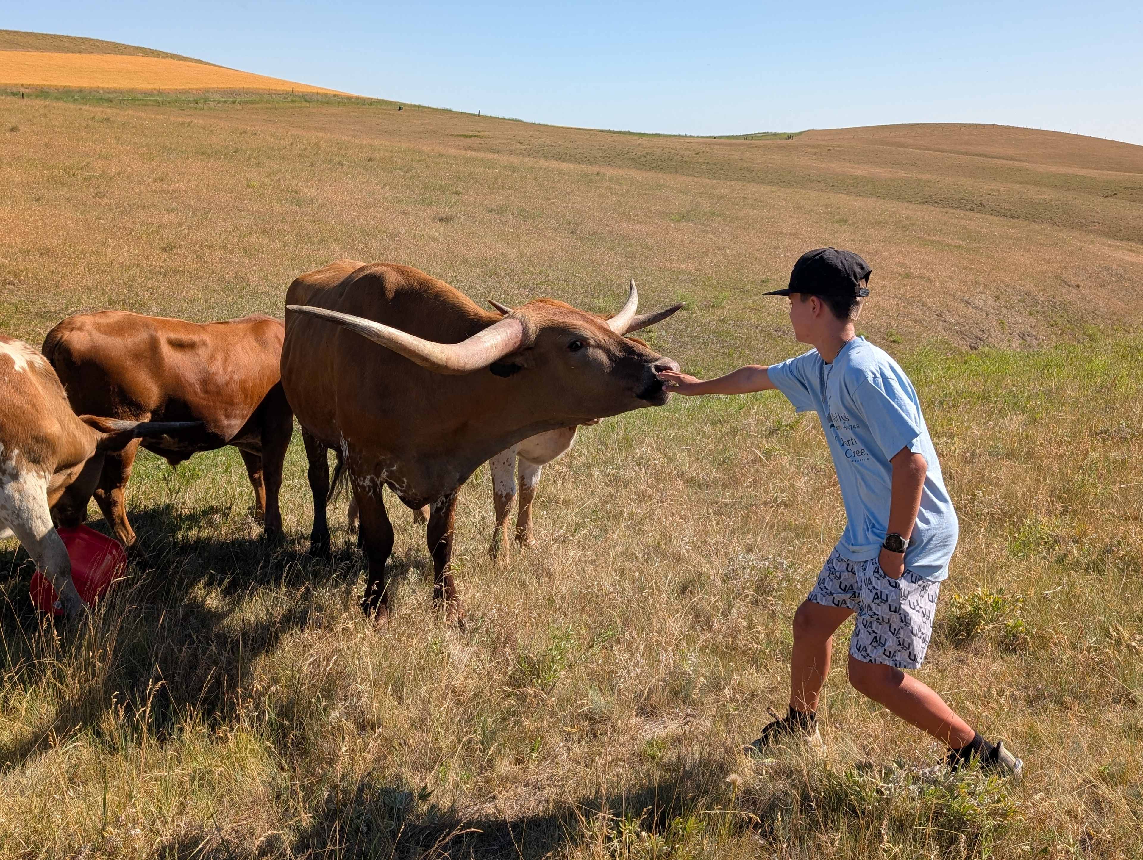 Montana Safari