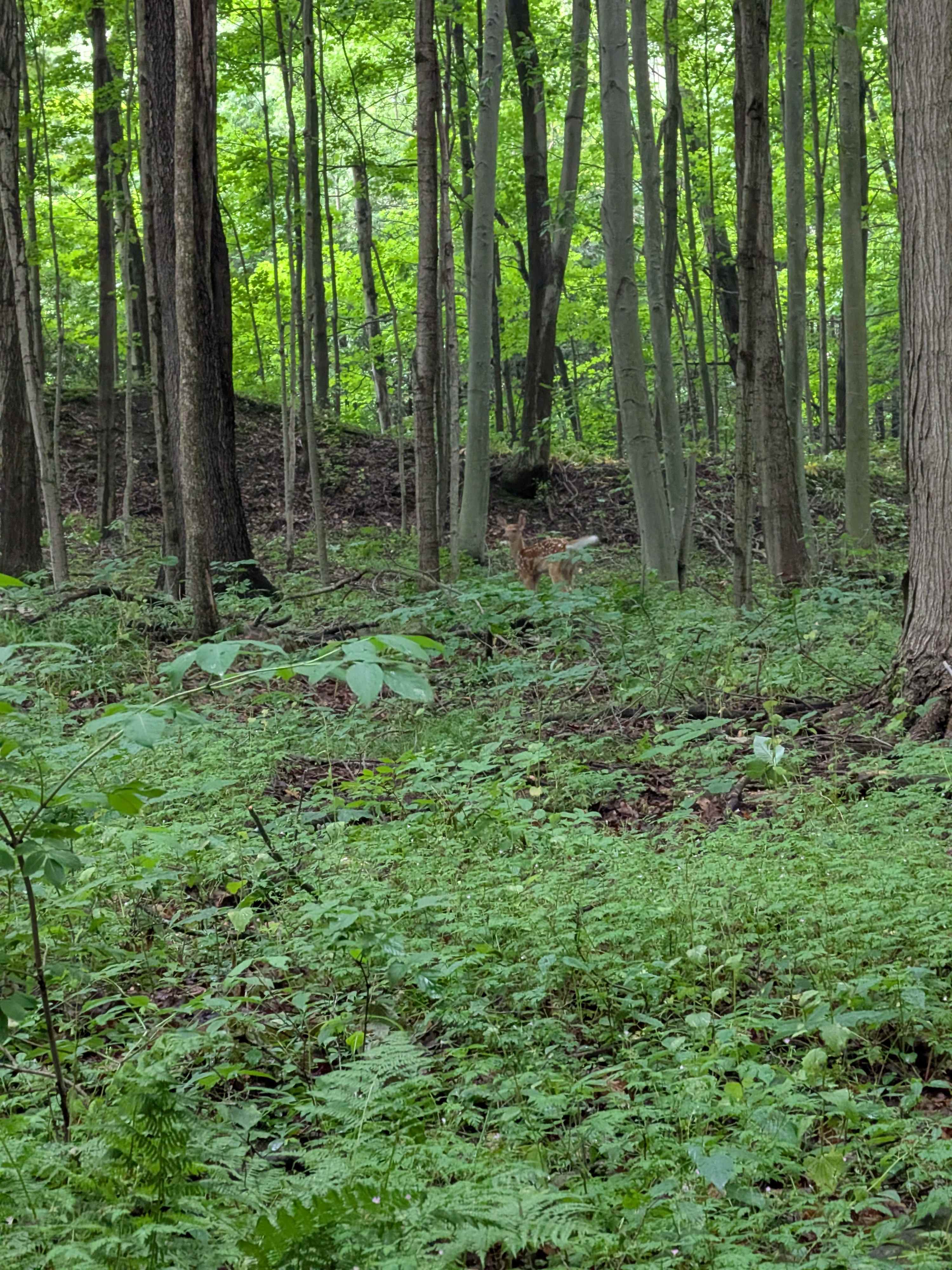 Liz H.’s Land