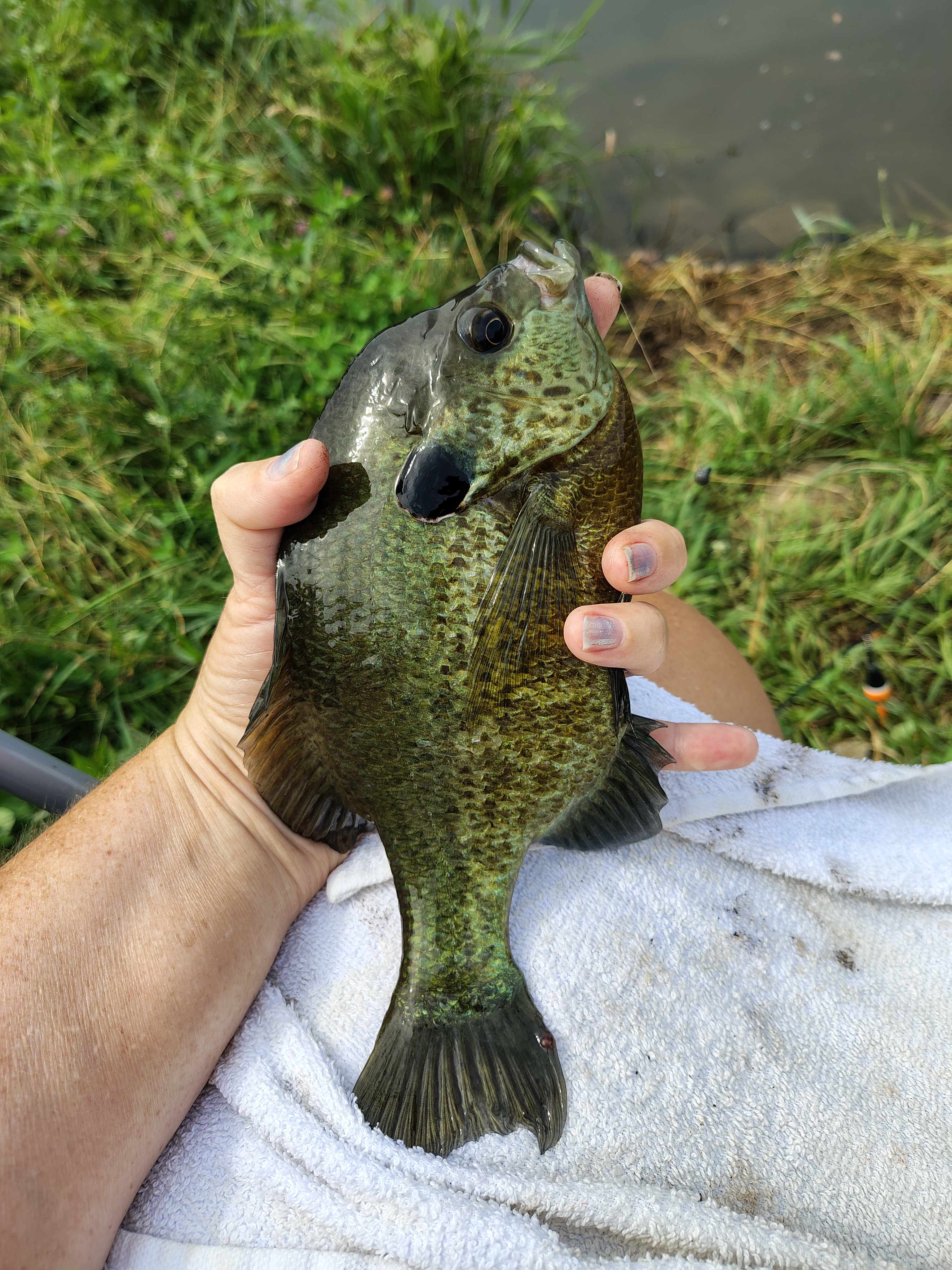 Huge Blue Gill
