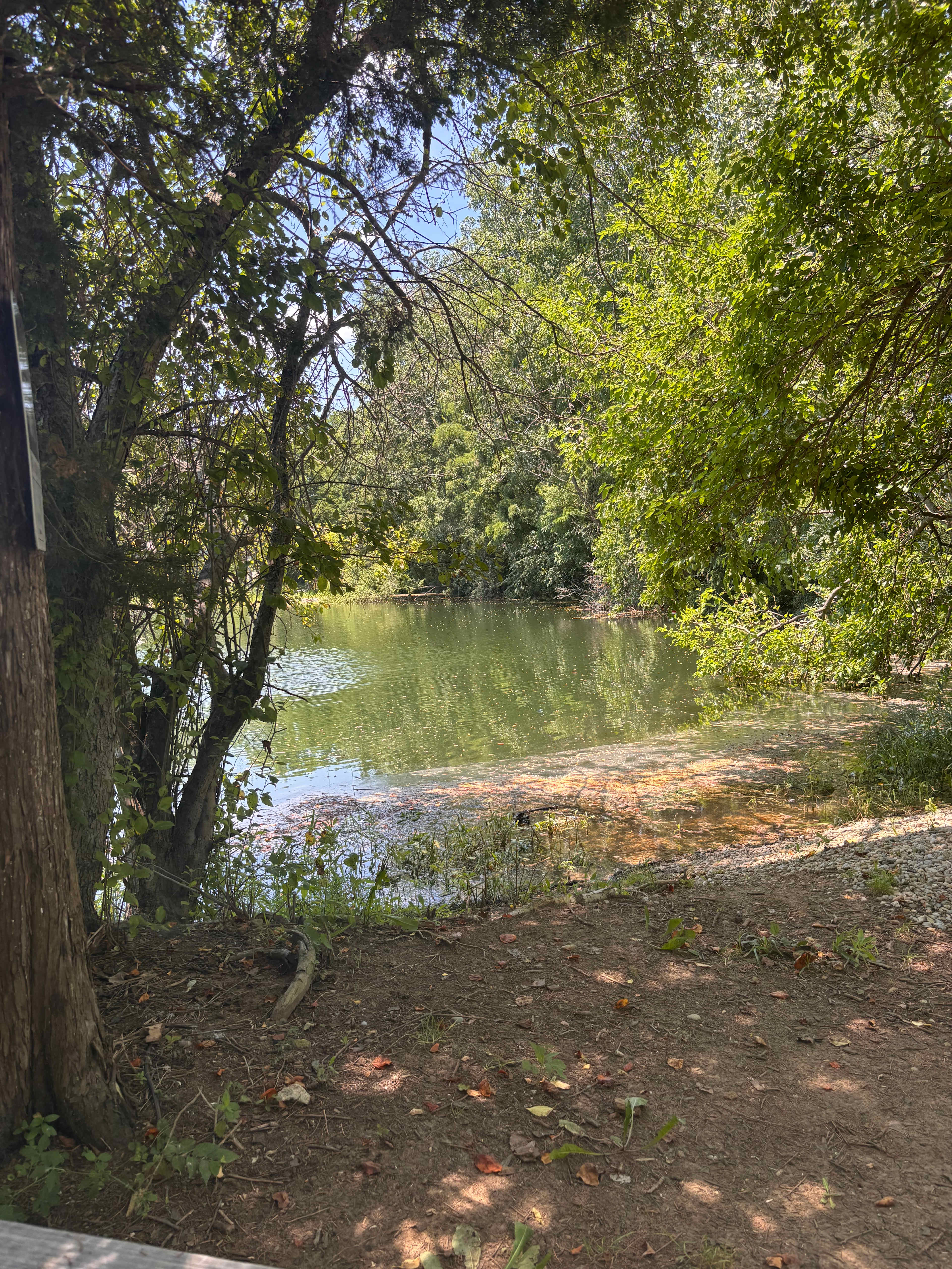 Cattail Springs