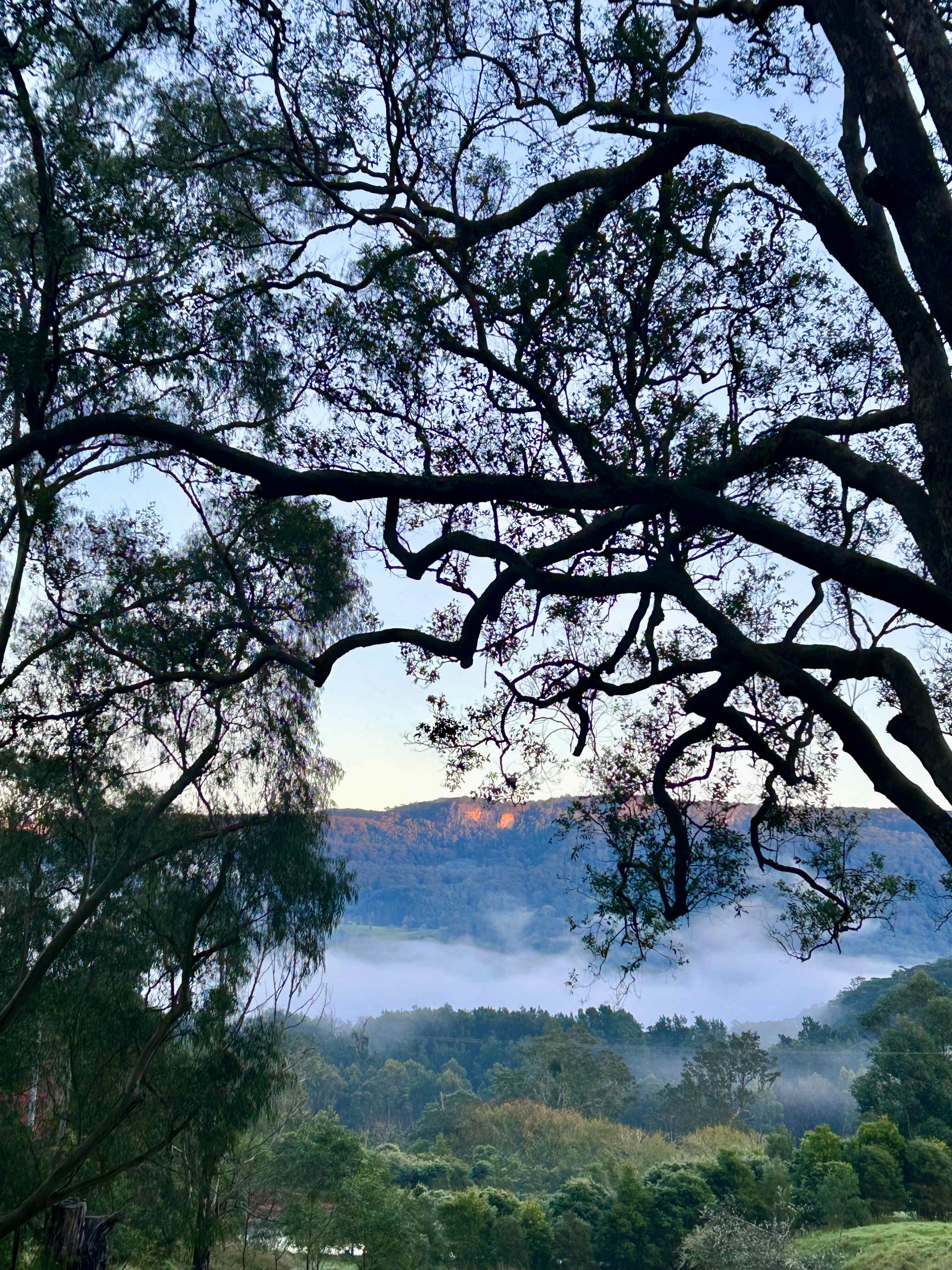 Glamping Around An Ancient Tree