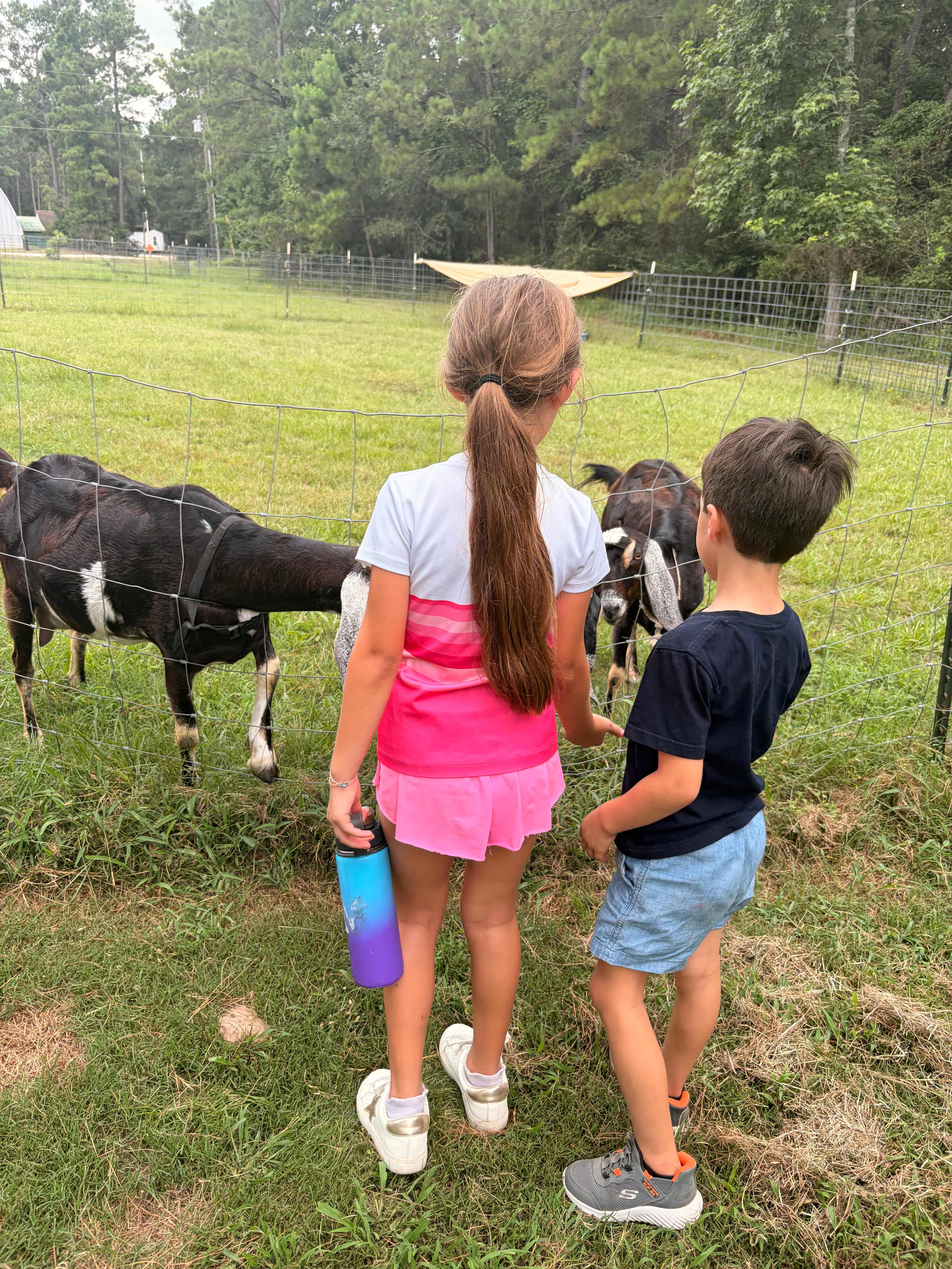 Goats!