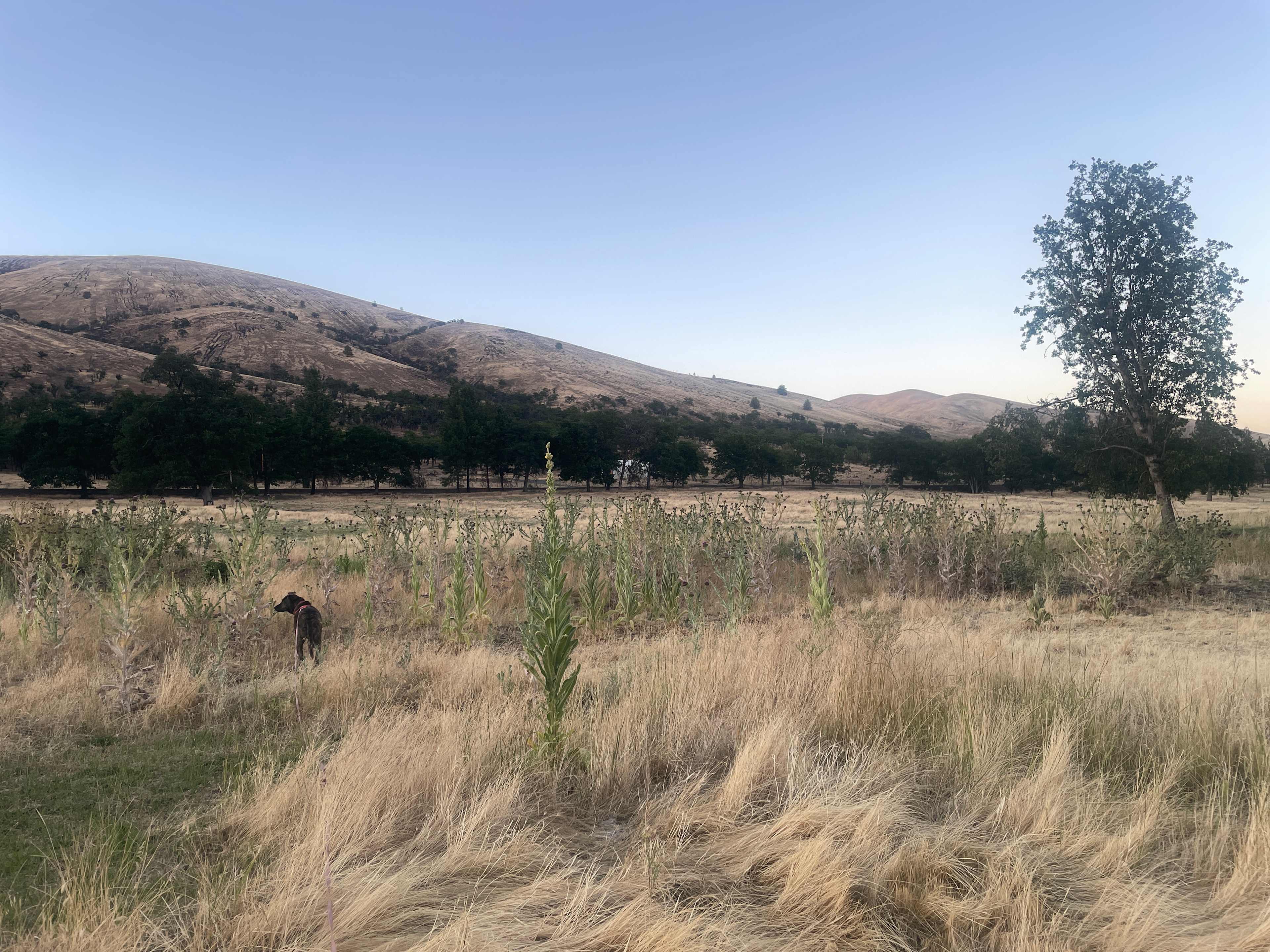 Justesen Ranches