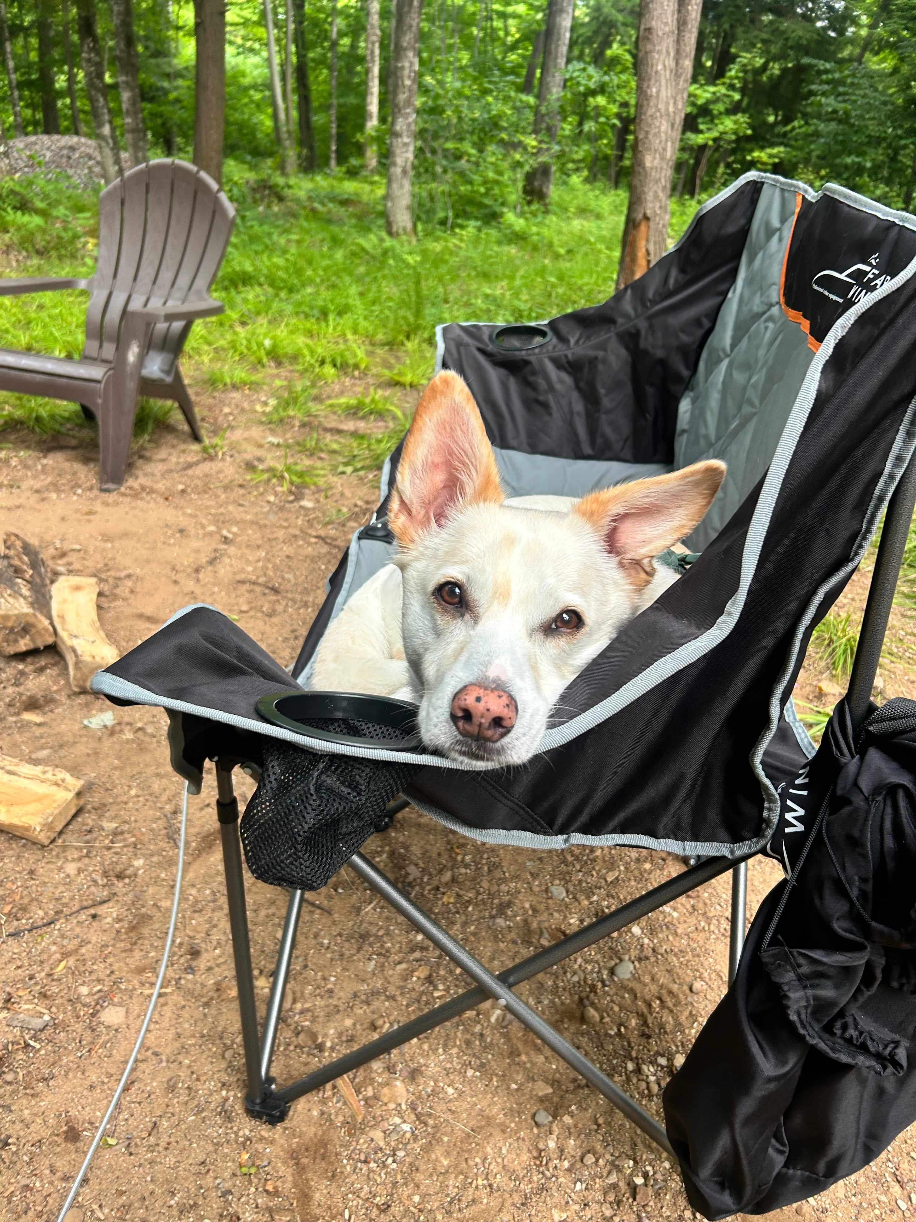Pet friendly too! 