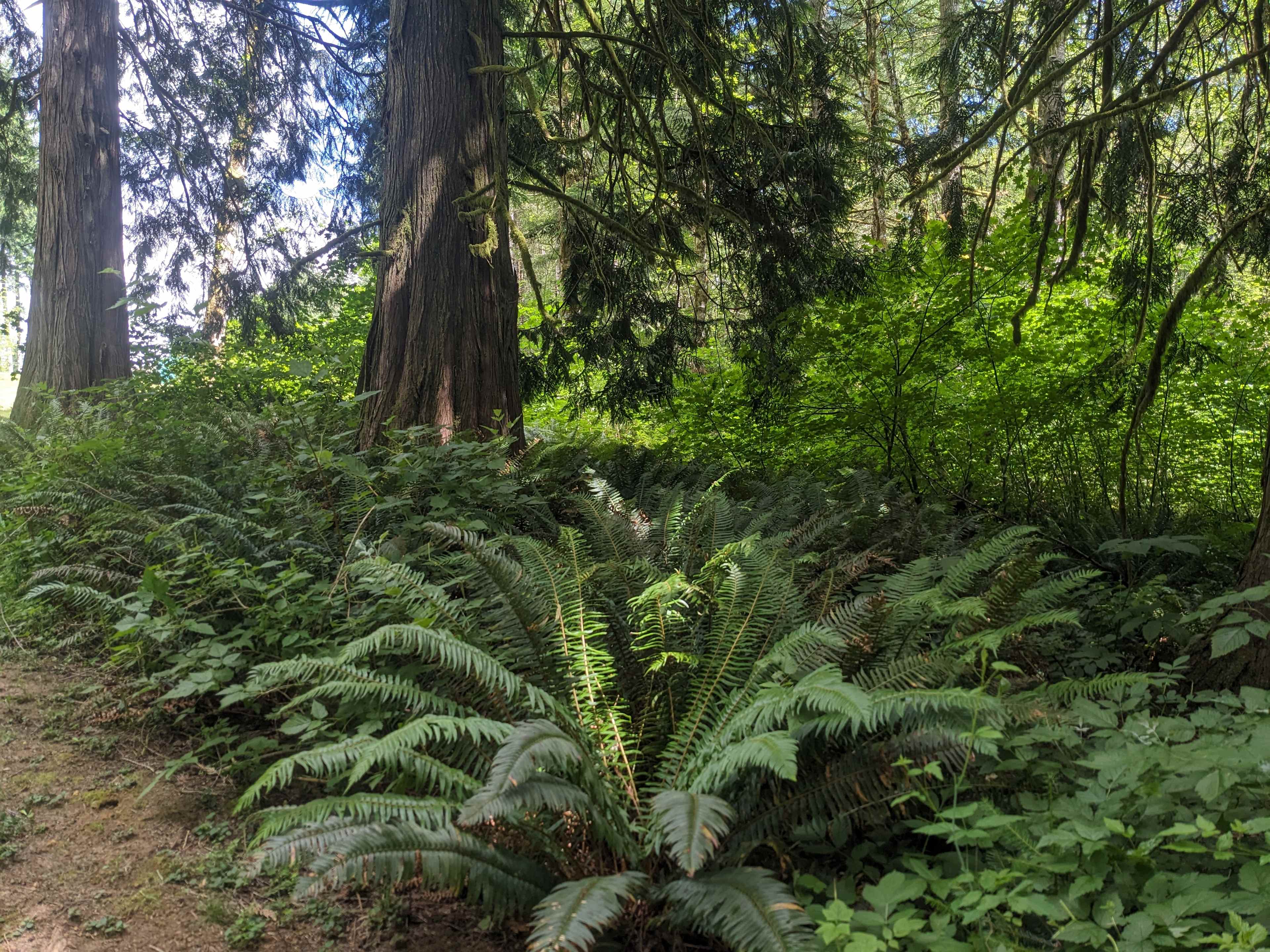 Secluded Tent Site in Trees