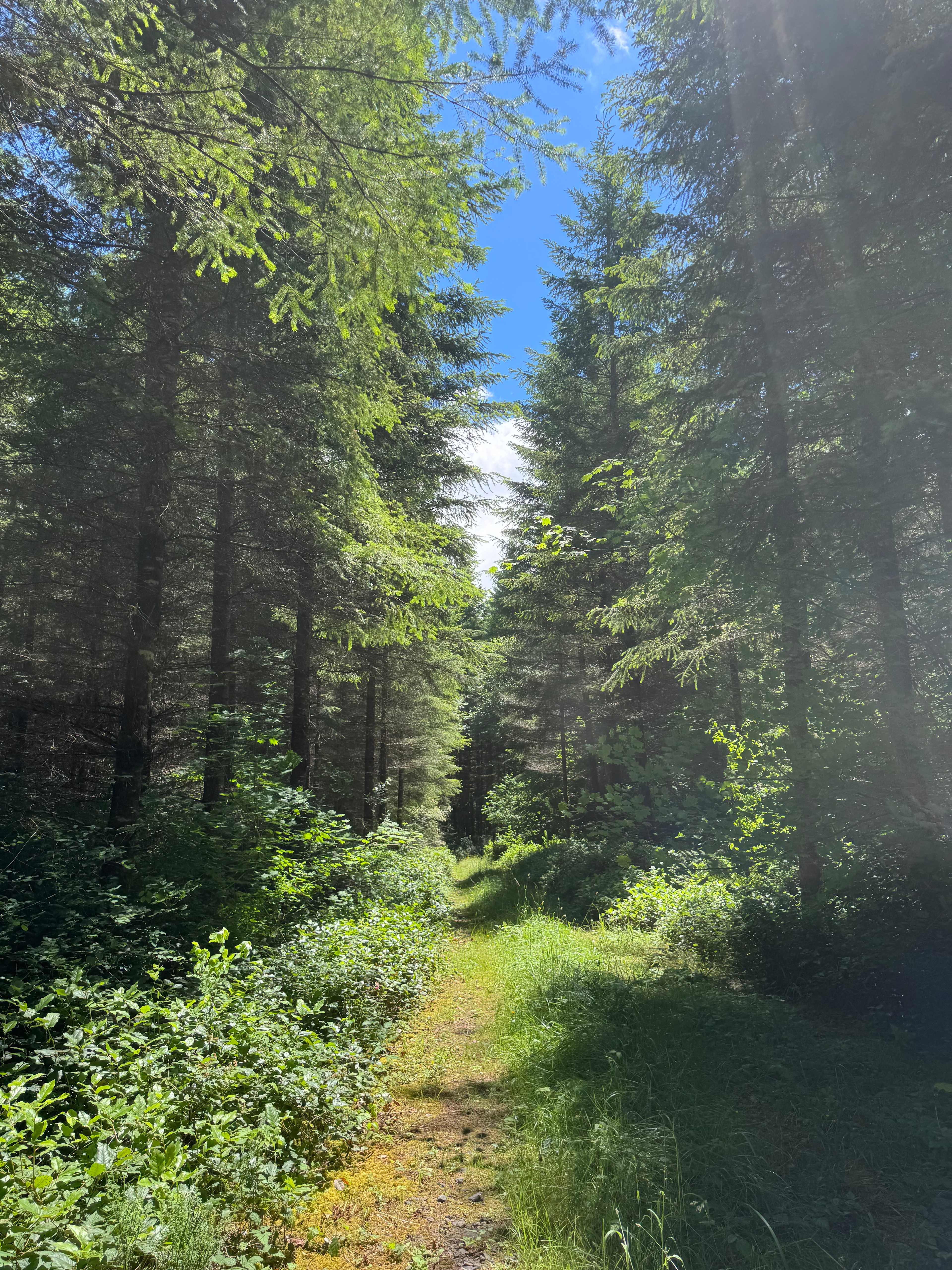 WOODED CAMPERS DELIGHT