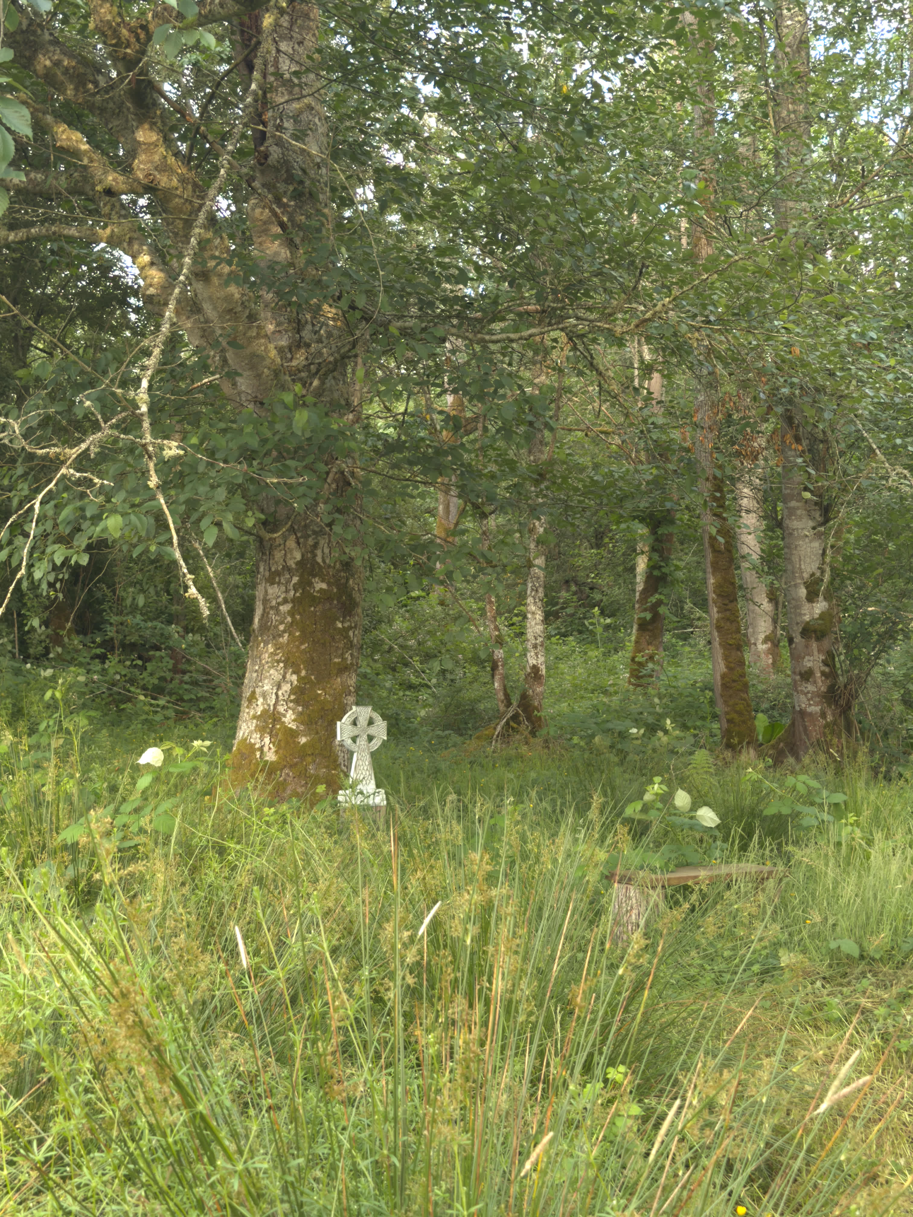 Sacred forest path (weavers trail)