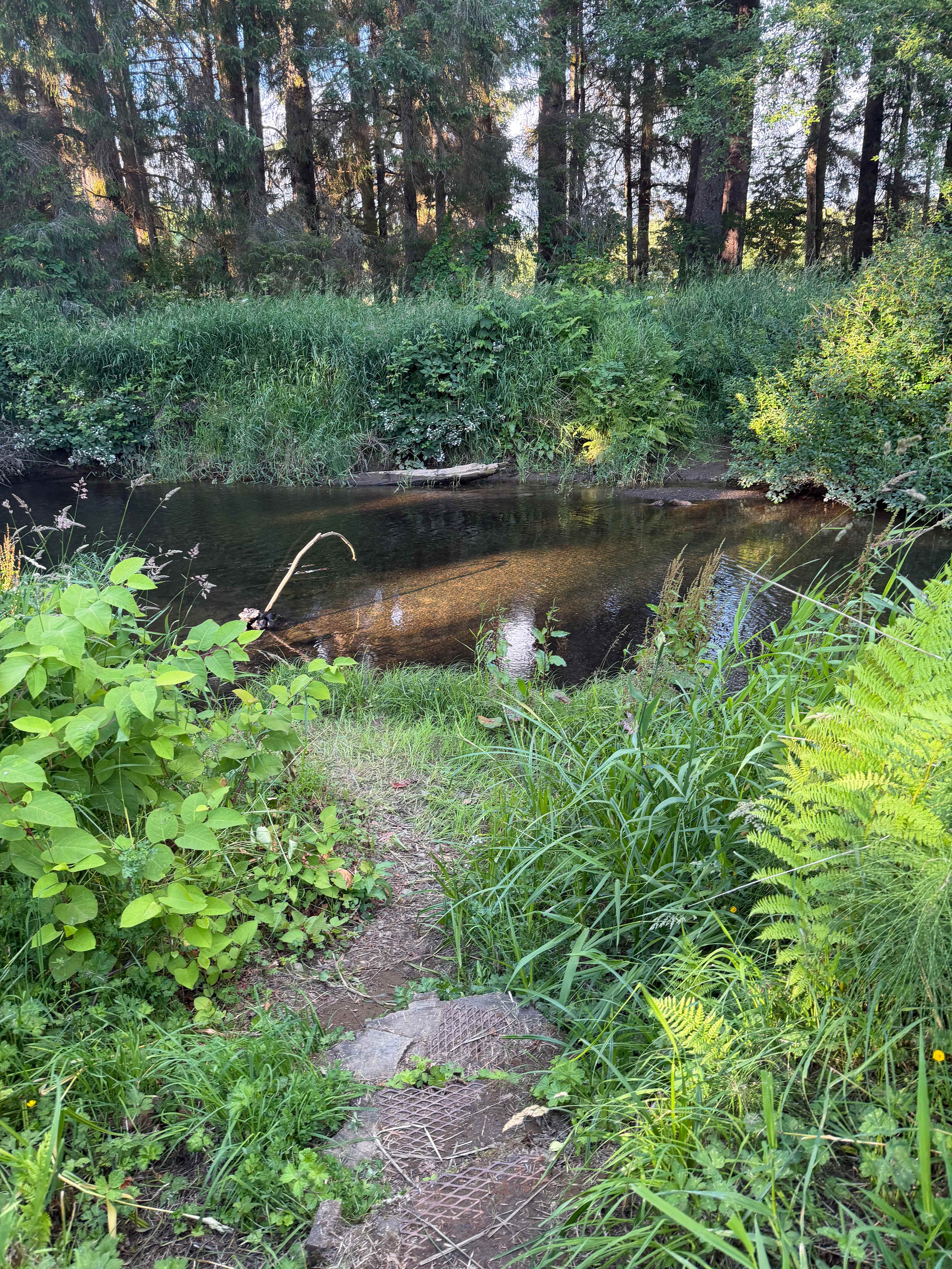 Picture of the site