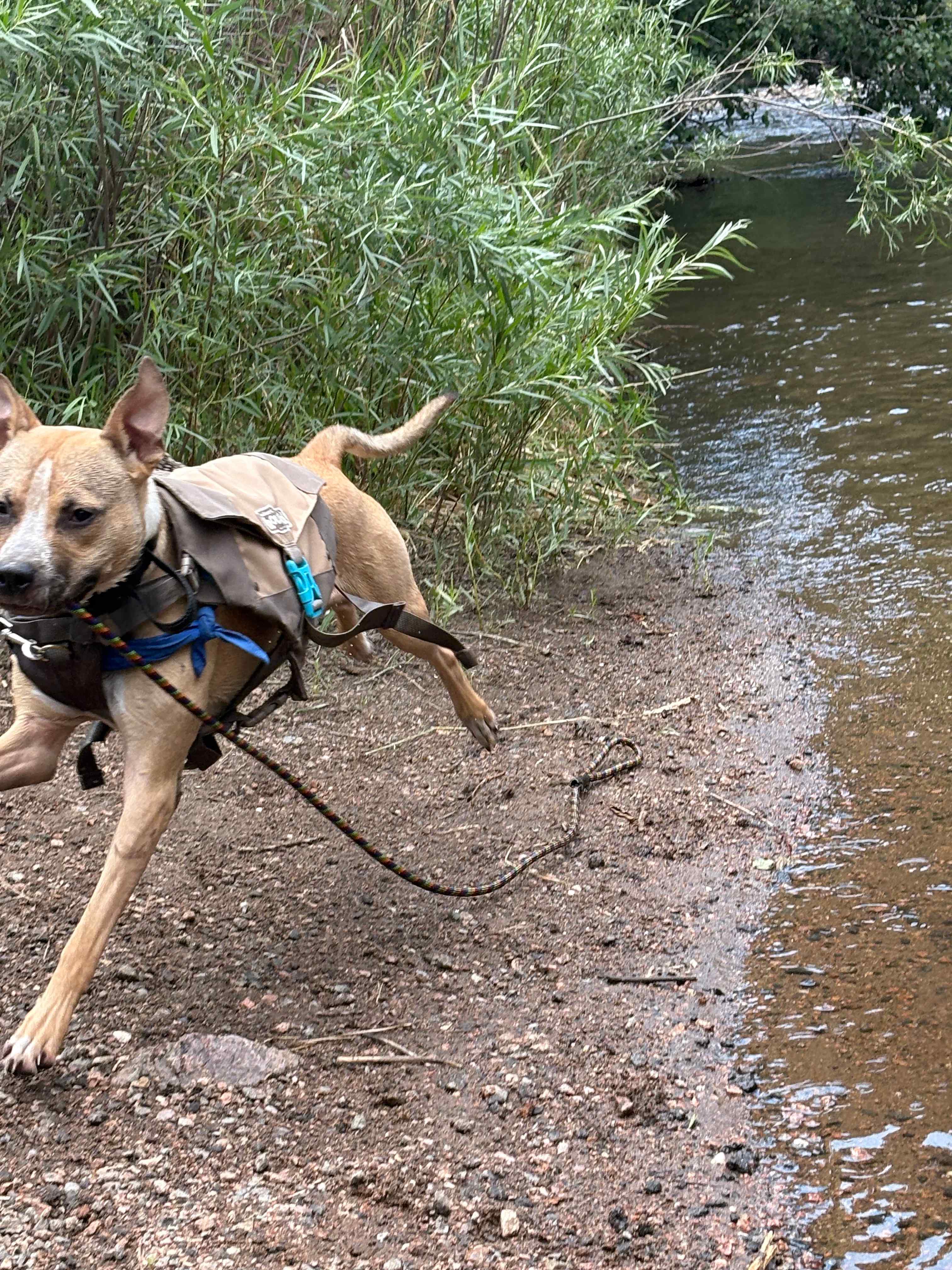 Puppers enjoying the river down the street :) 