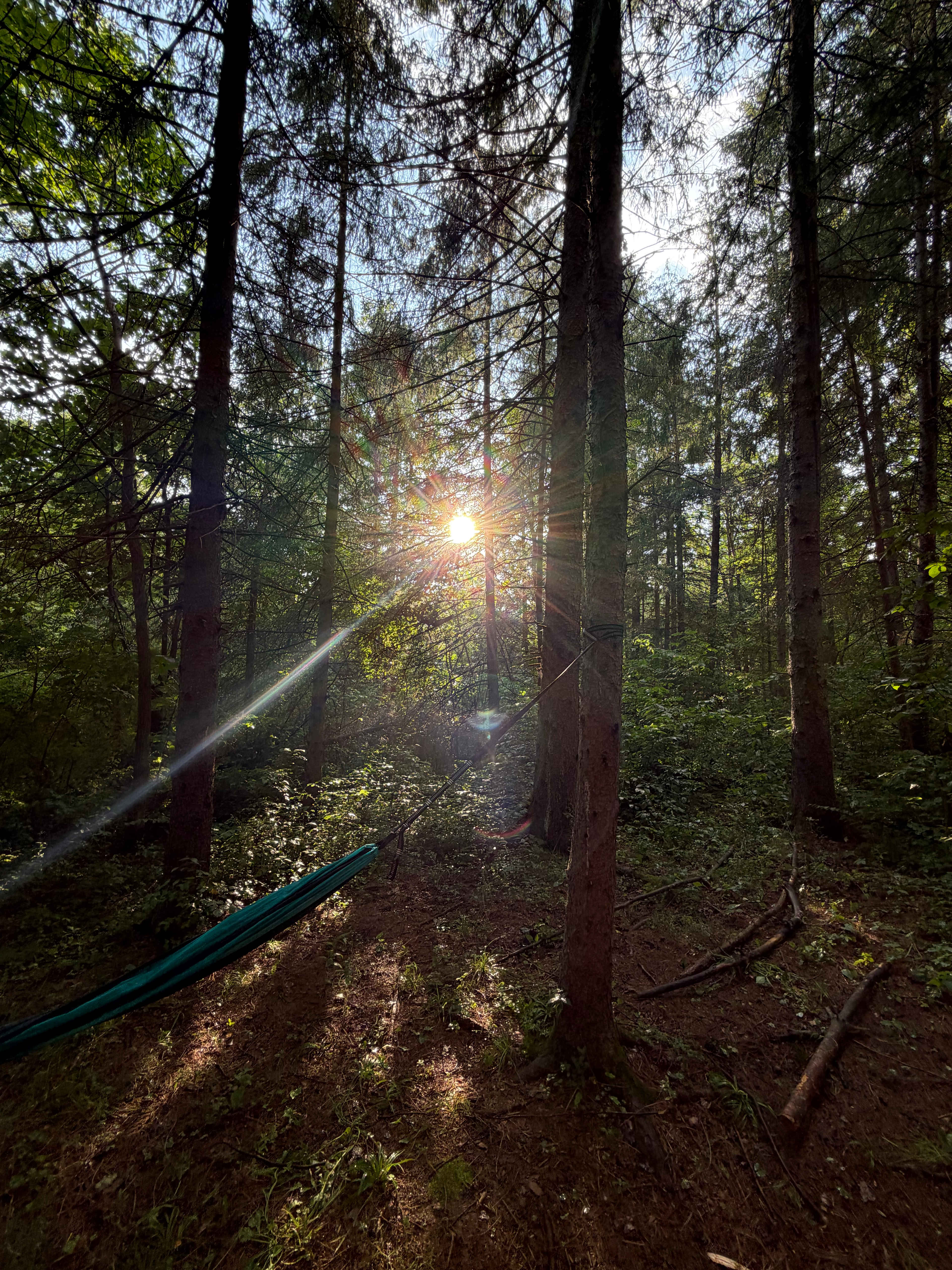 Trothwood Forest