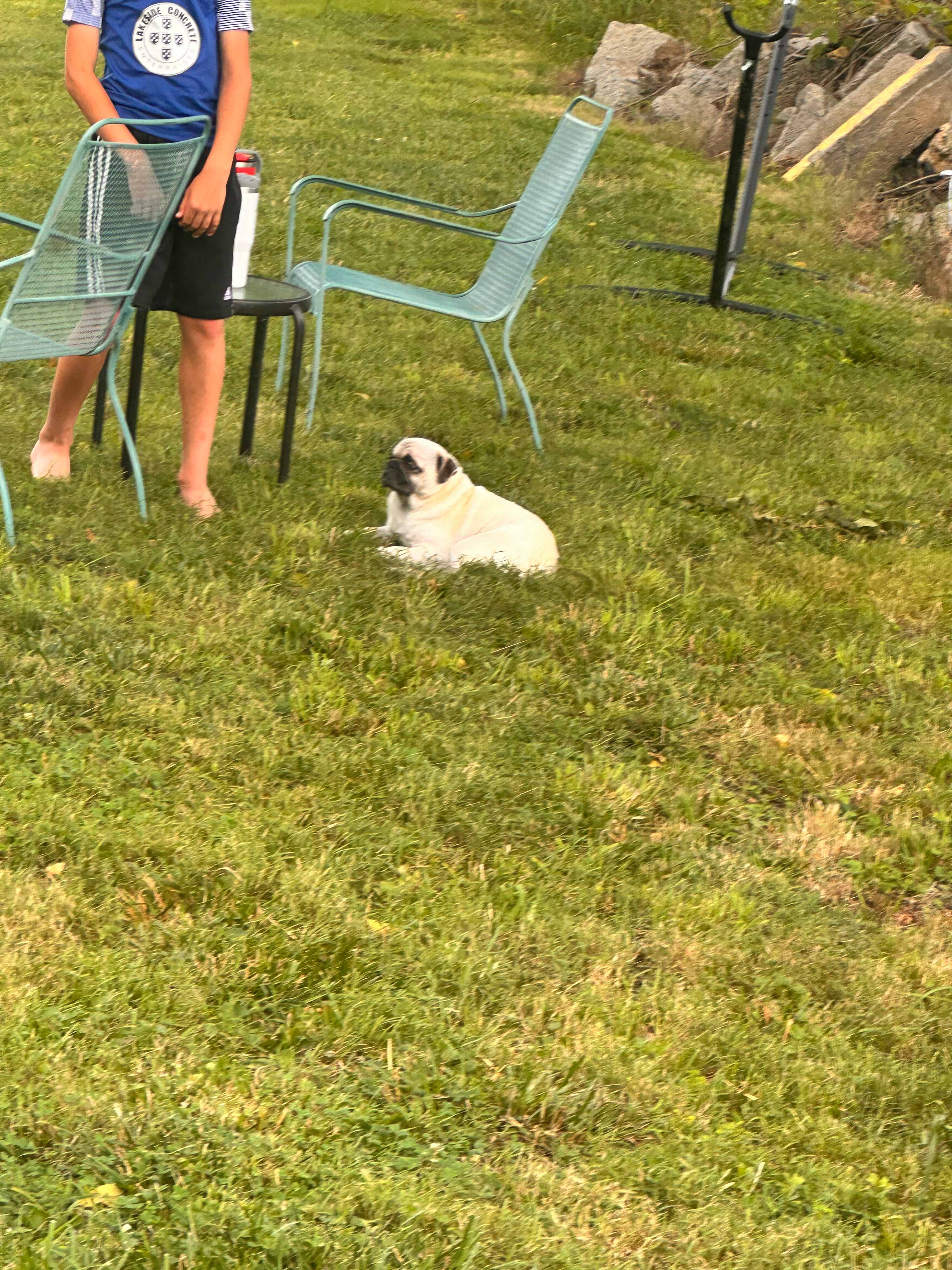 Pug approved