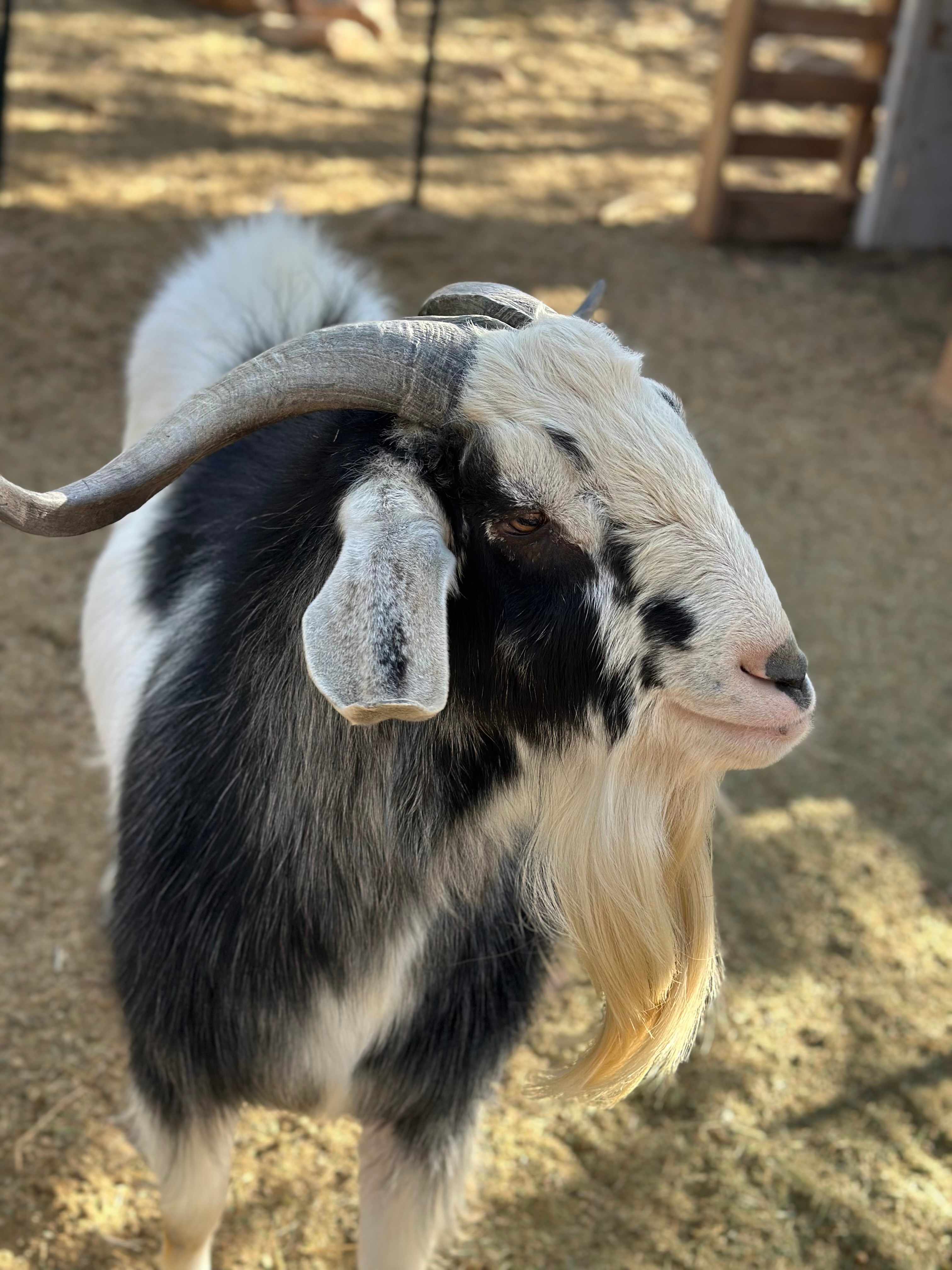 Goats