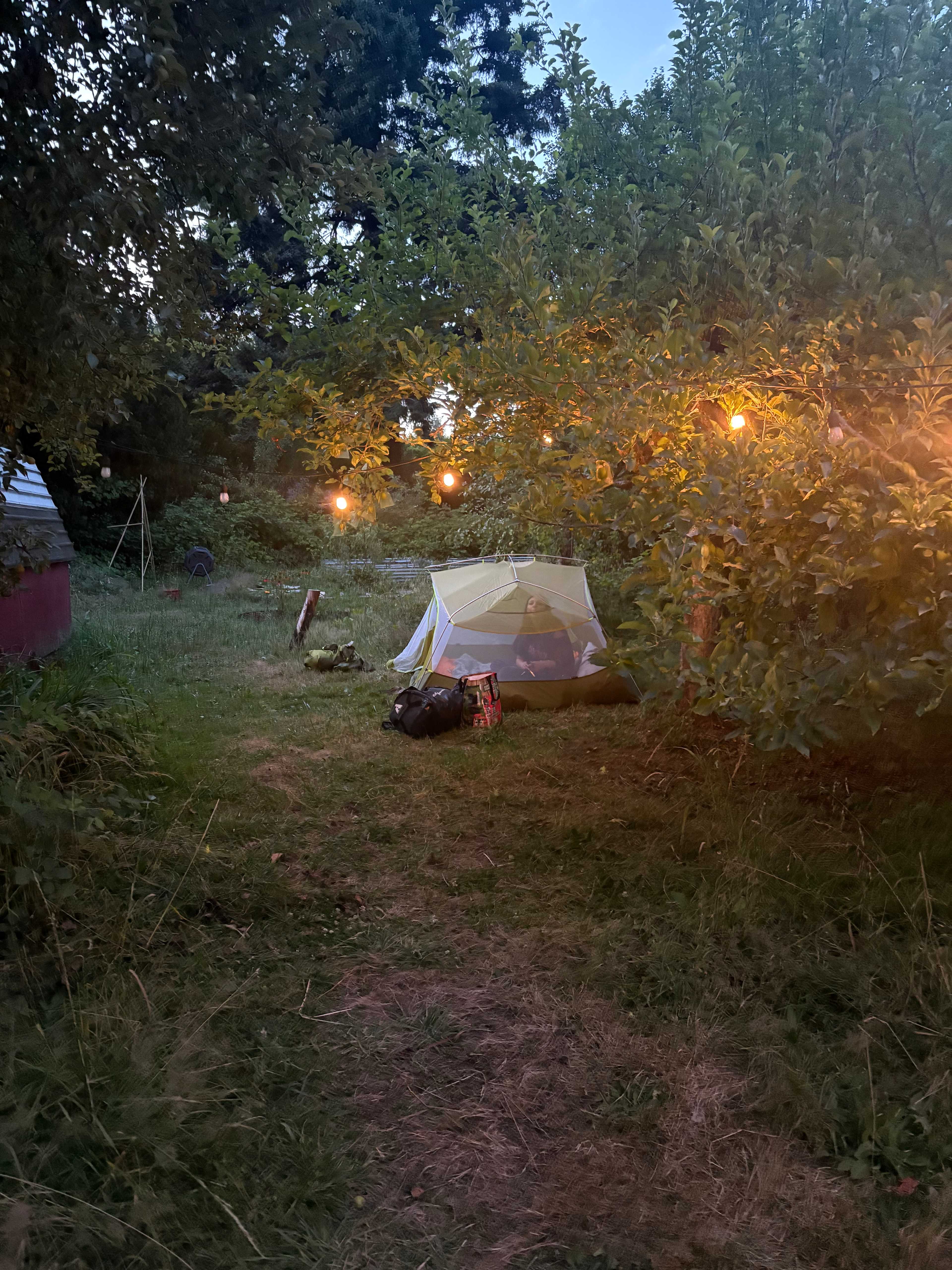 Tent under the tree :)