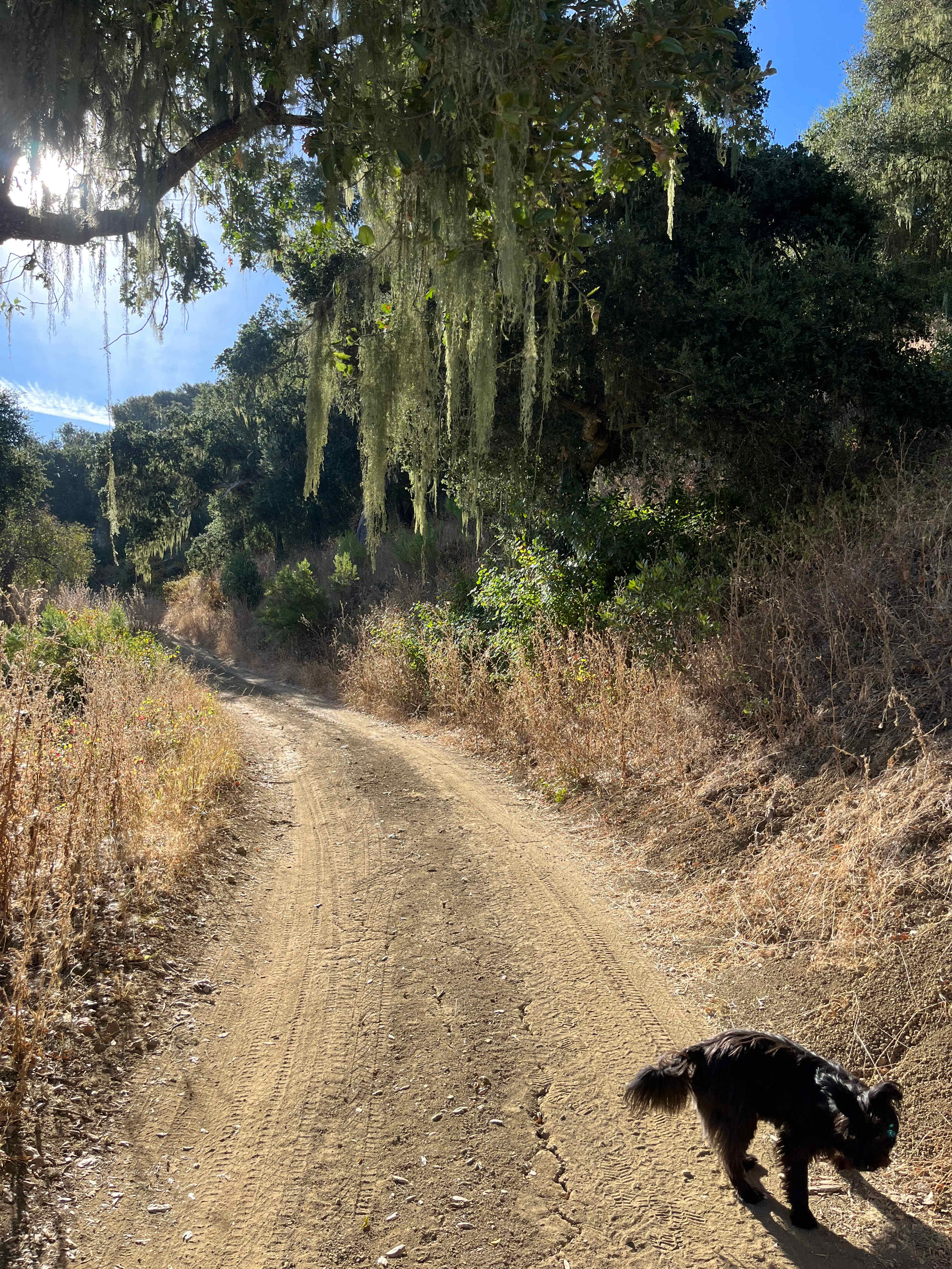 Freedog Farms @ Cactus Flower Ranch