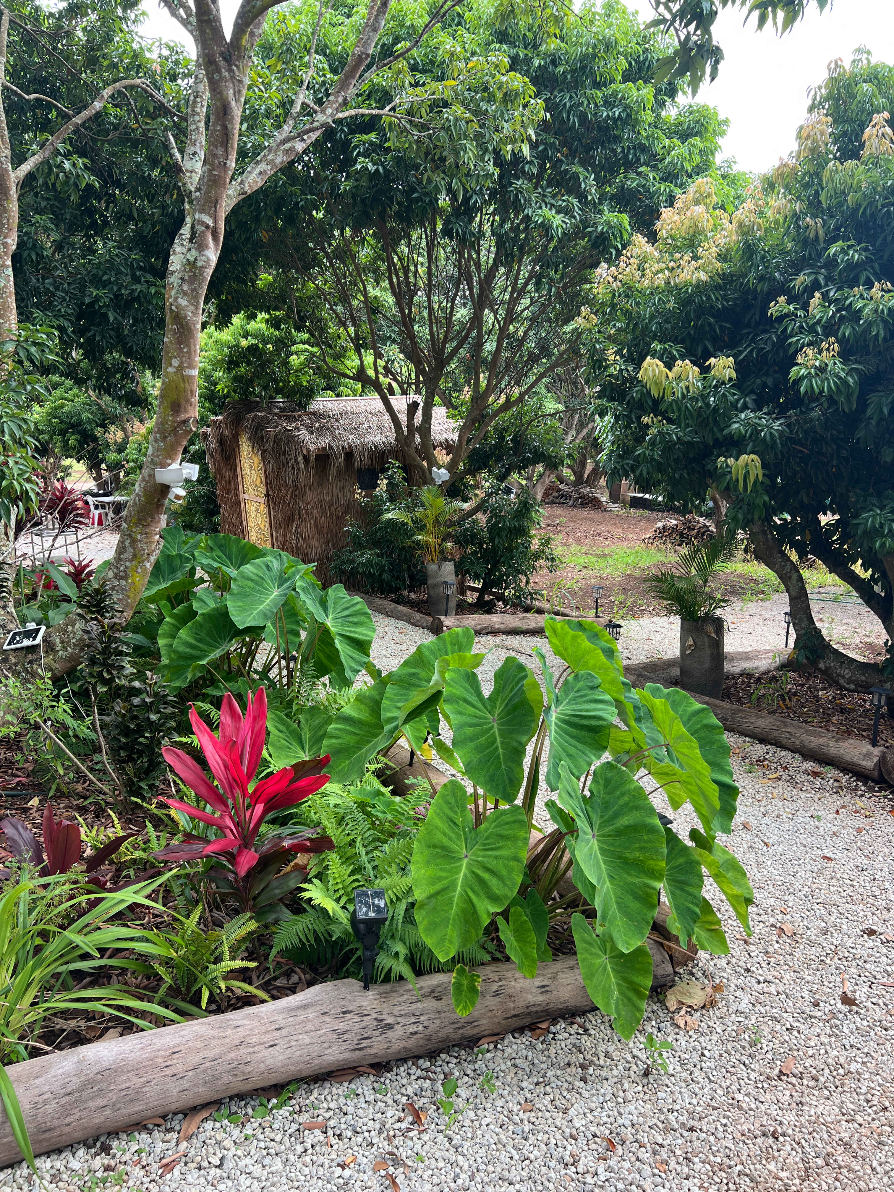 Charming Kahuku camp