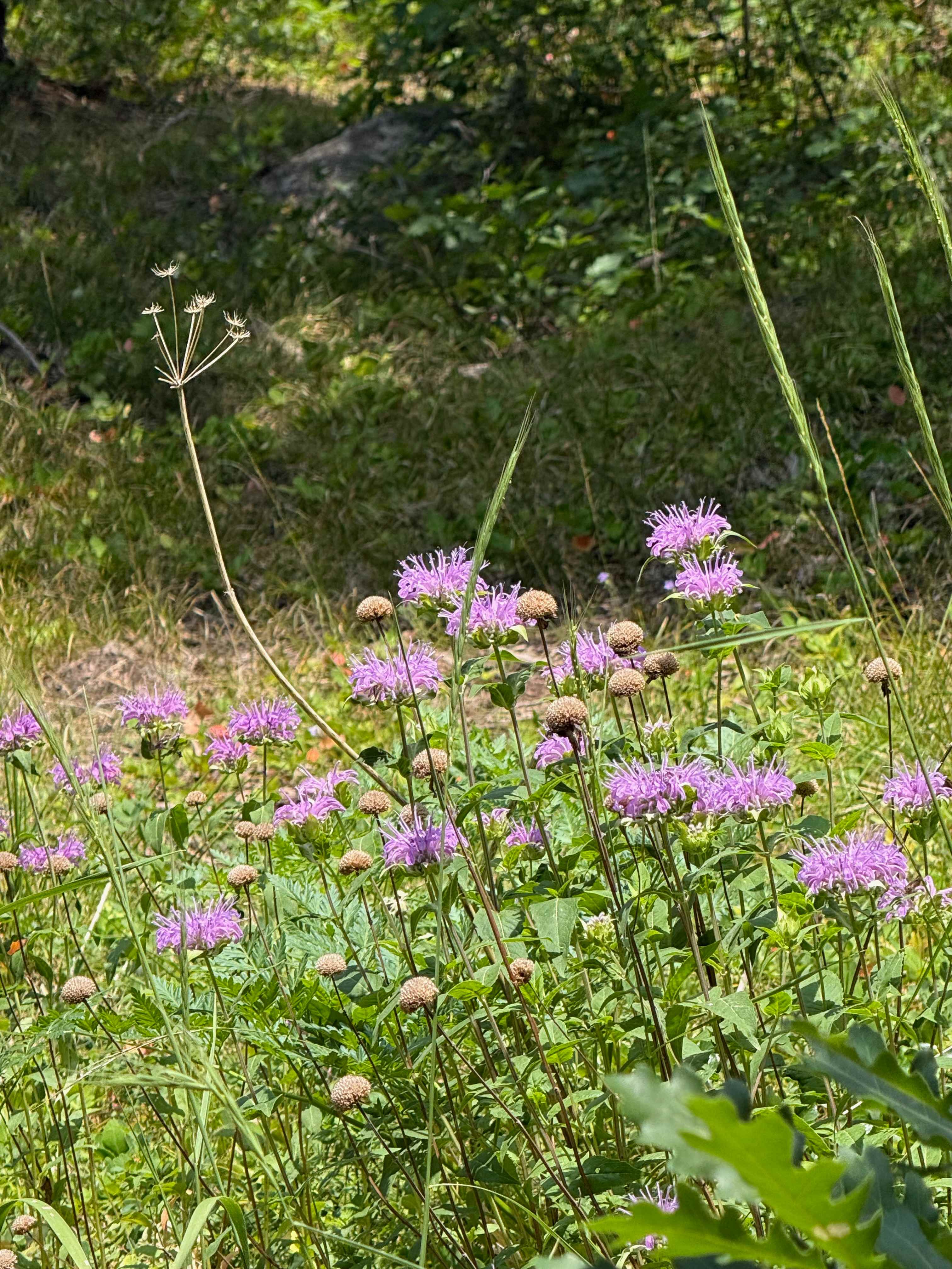more lovely wildflowers!