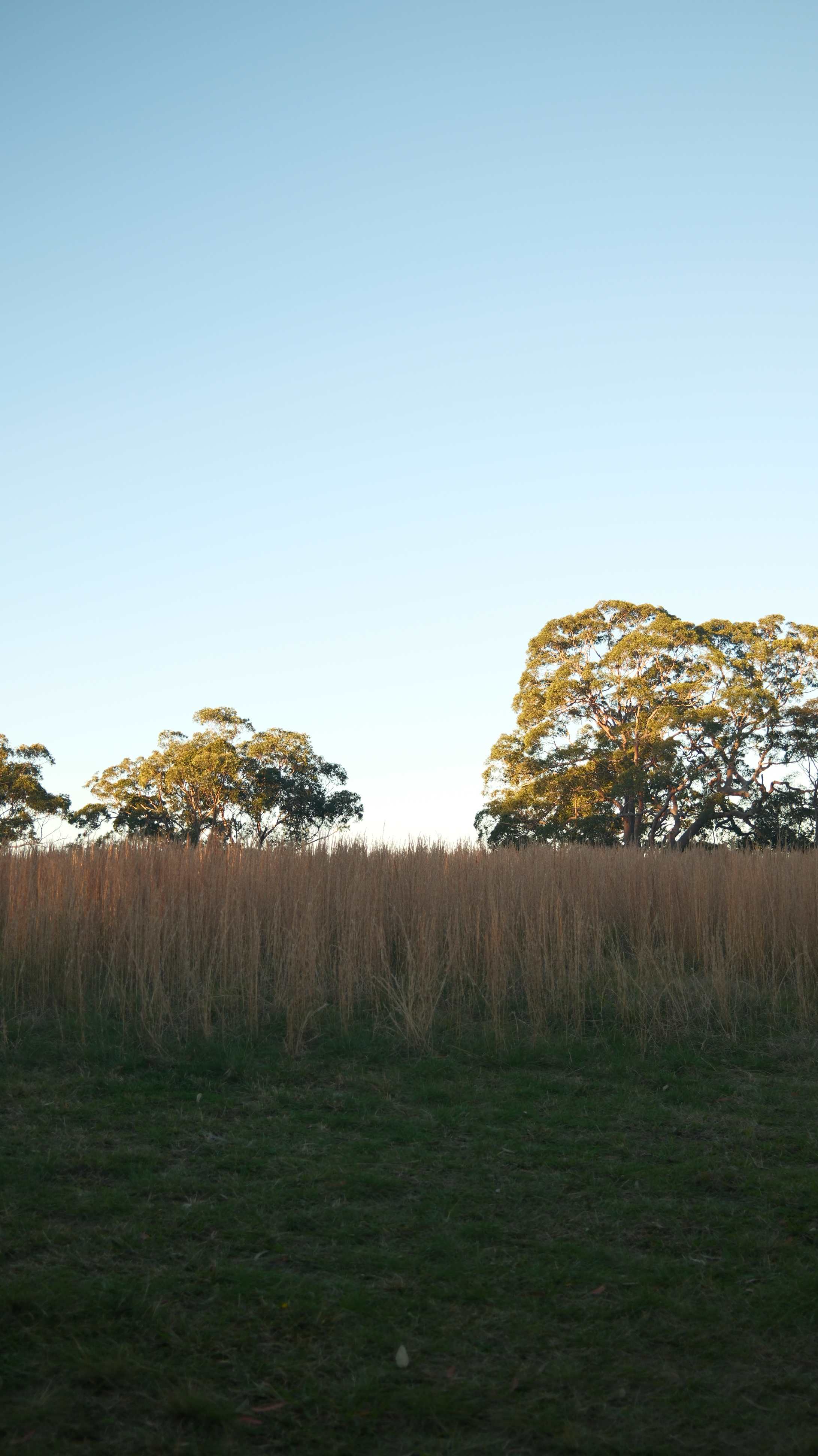 Canoelands Valley Camping