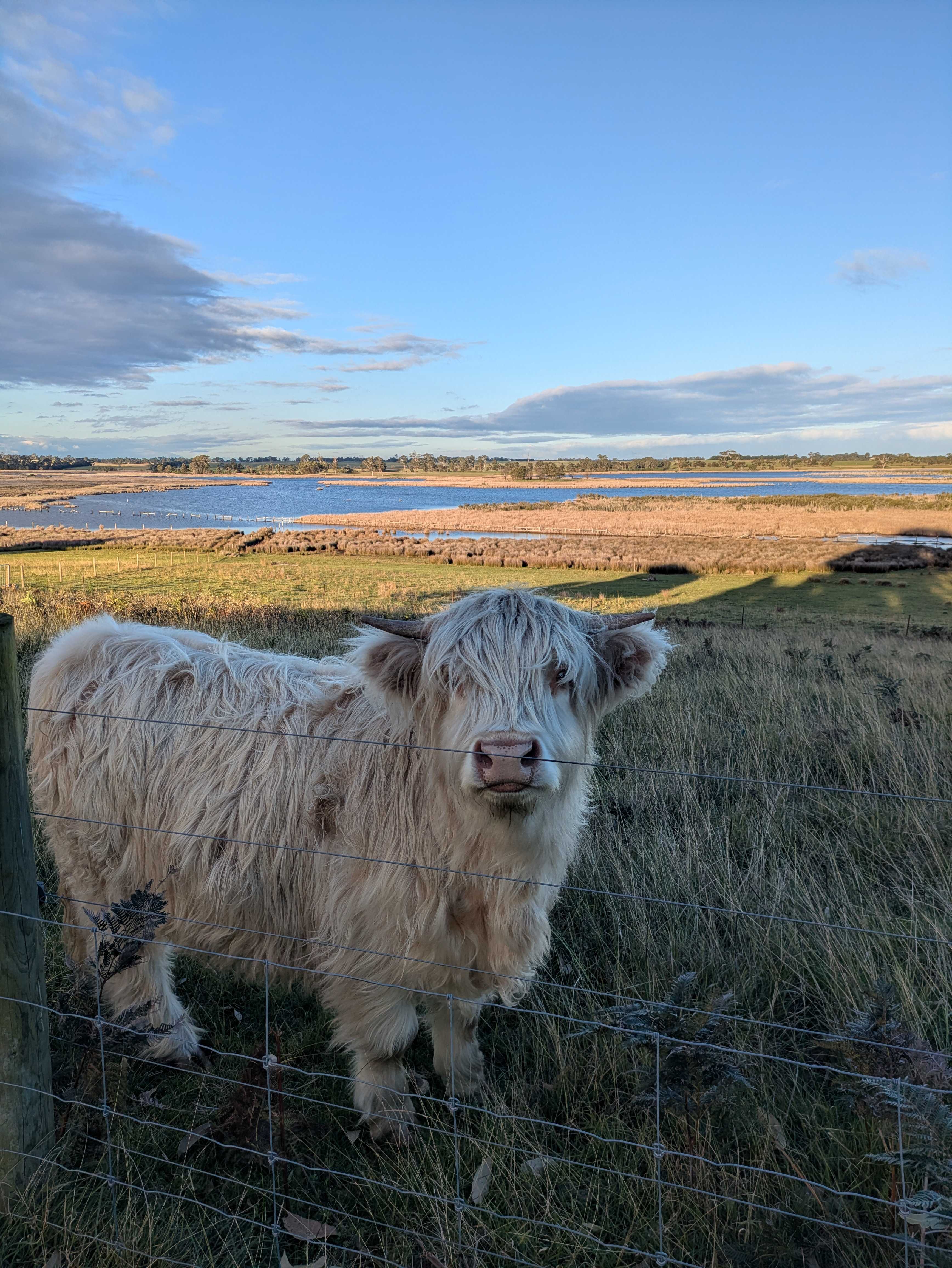 Coos & Ewes