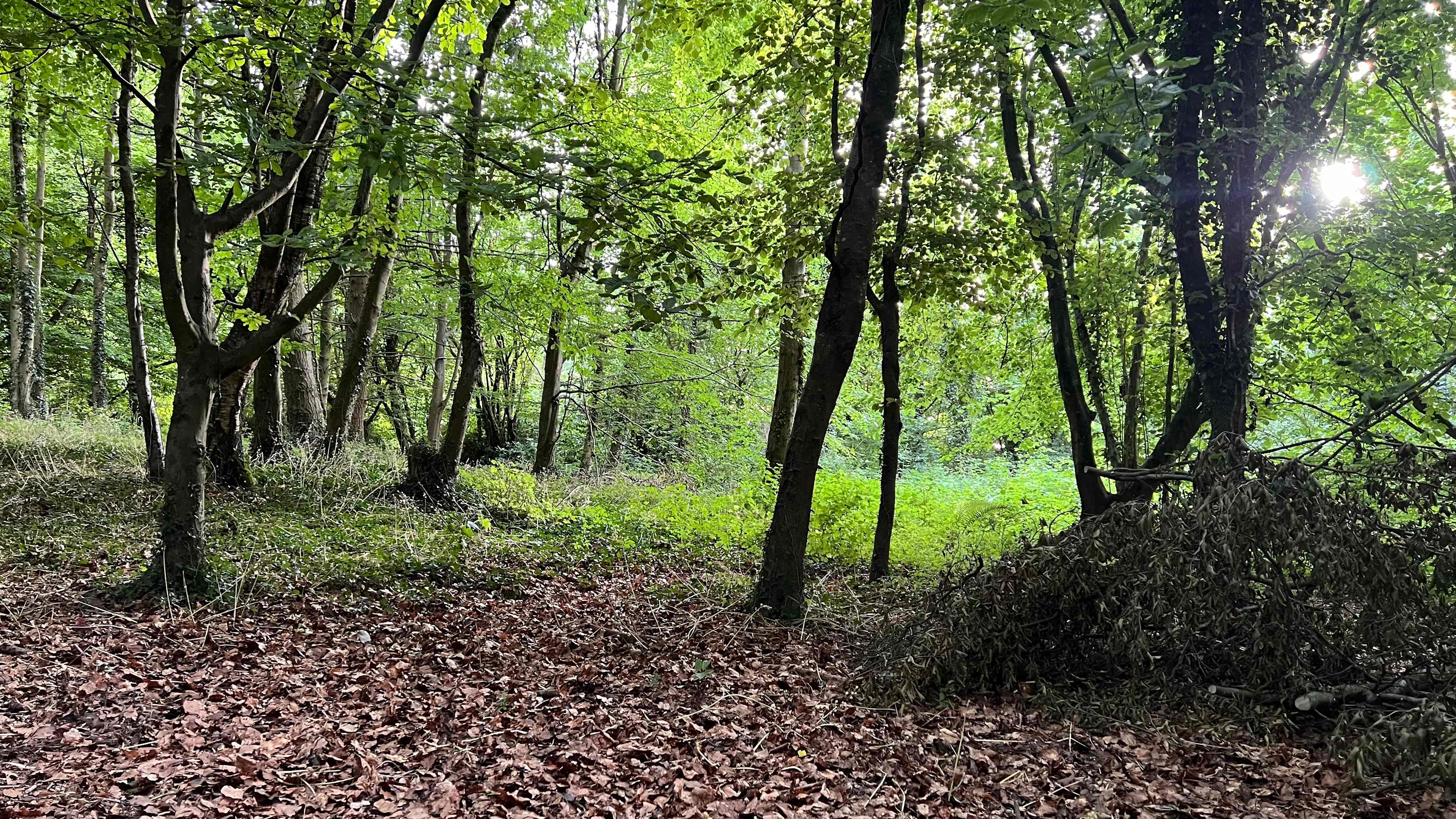 View from the tent