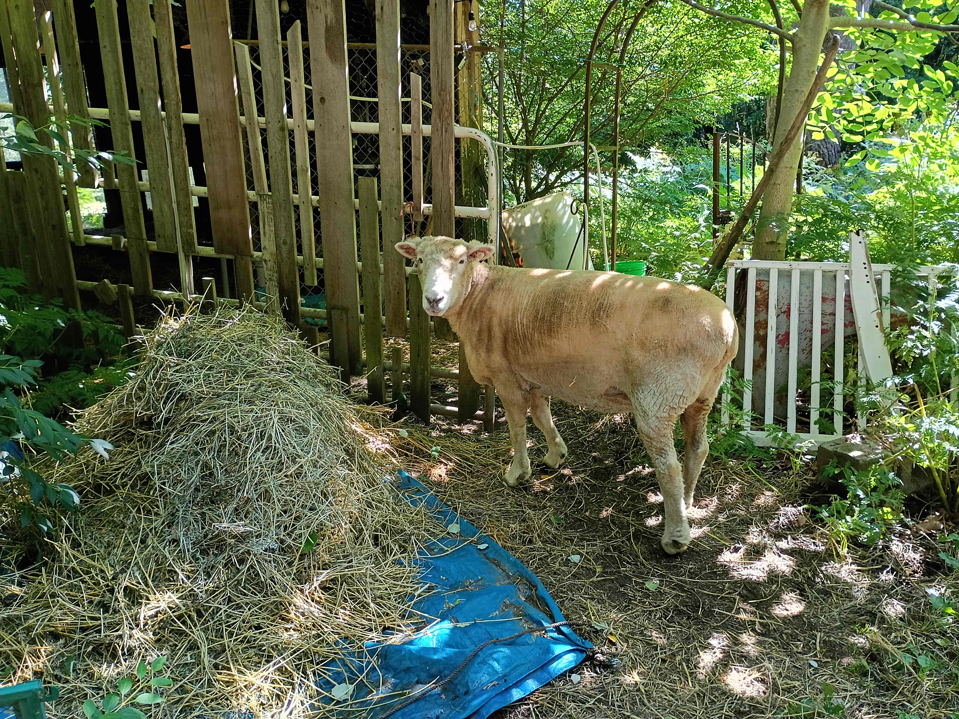 Hazel, a rescue sheep