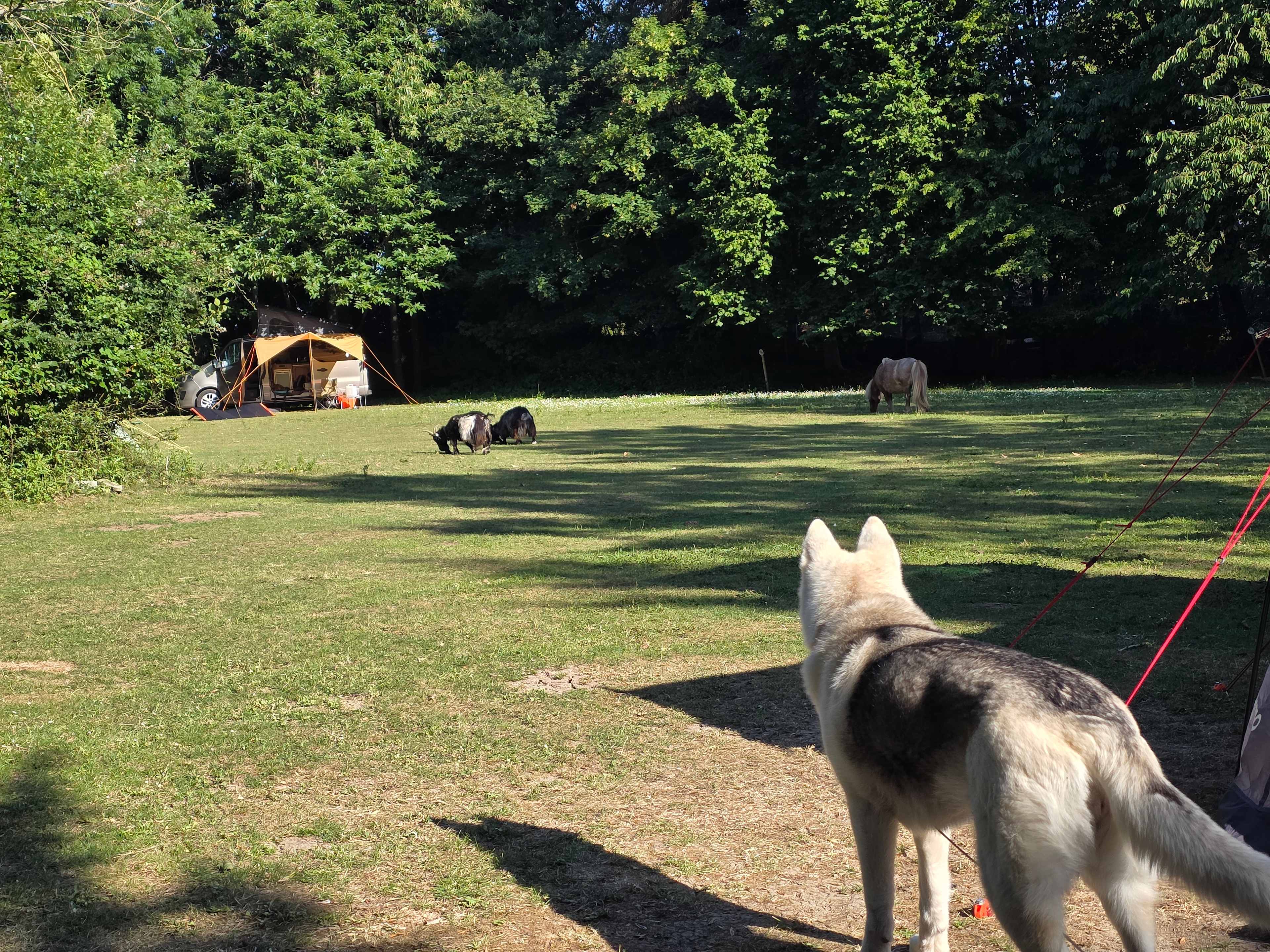 Dogwood Cottage Campsite
