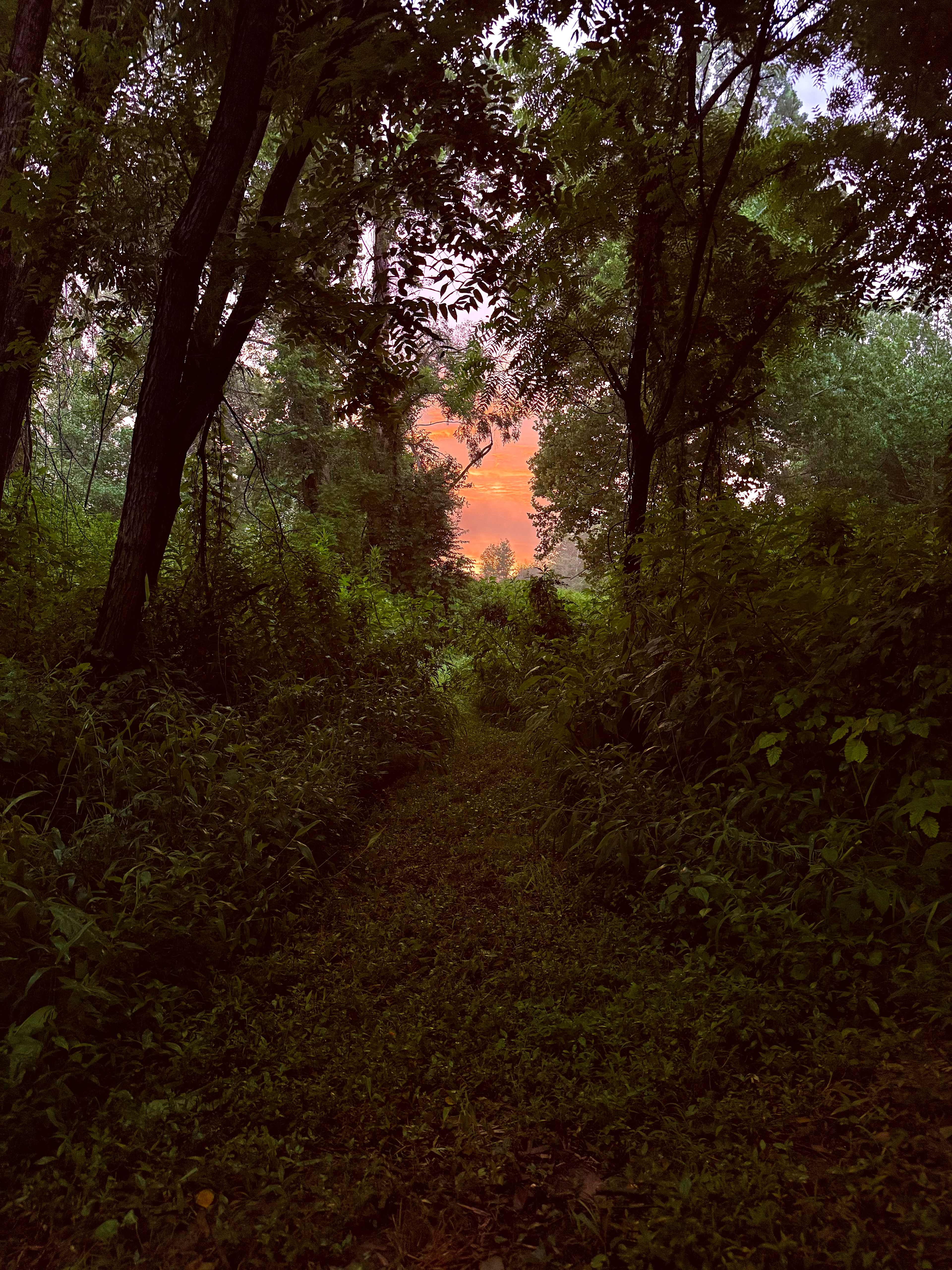 Sunrise