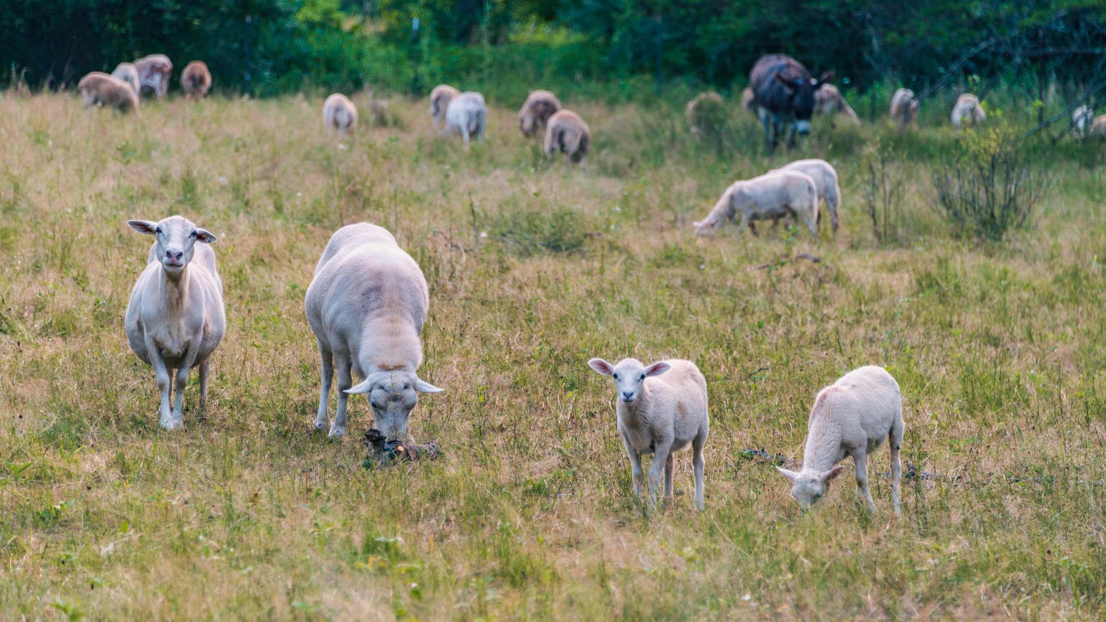 Carp Cove Farm