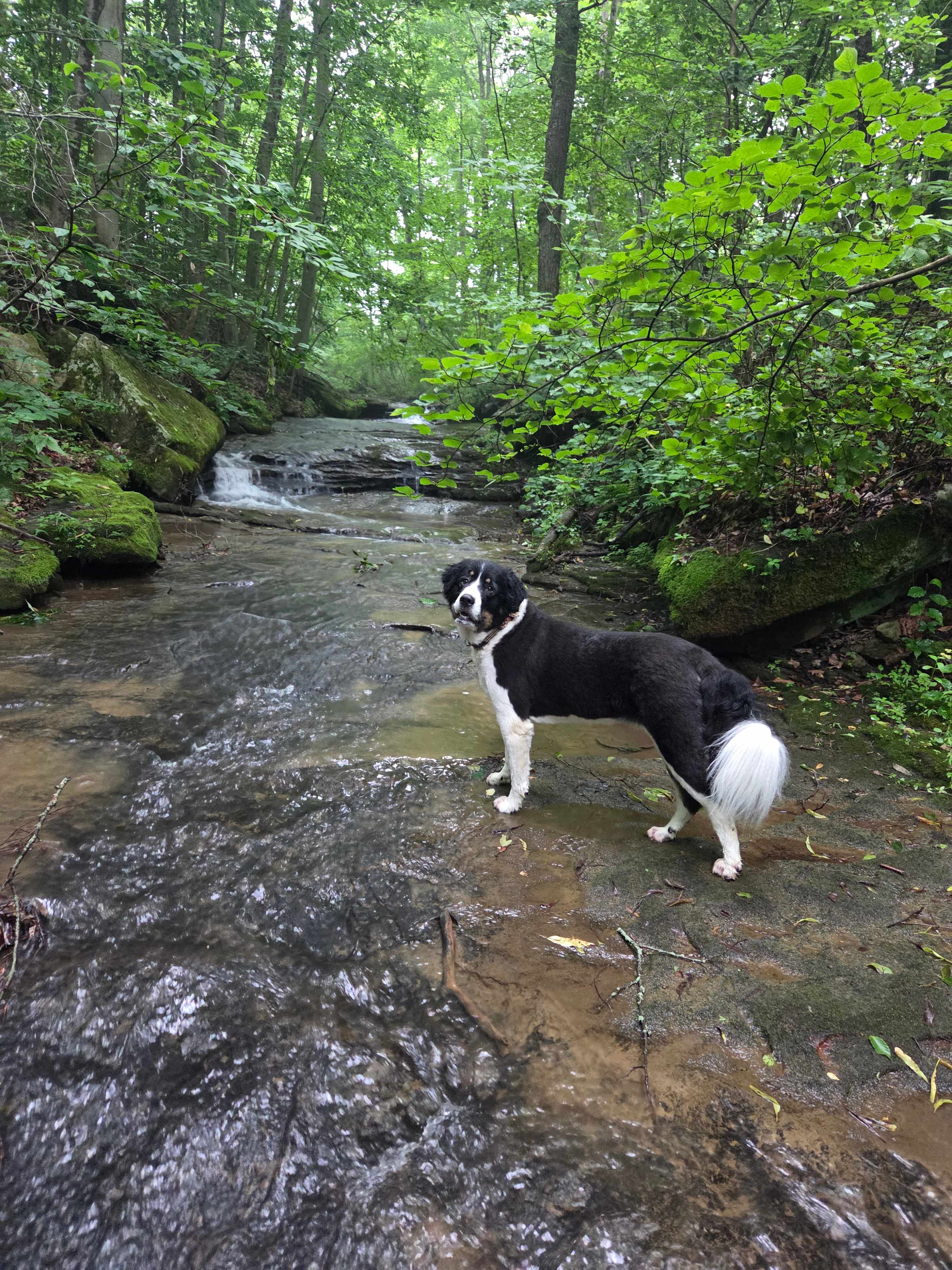 River Hills Above the Allegheny