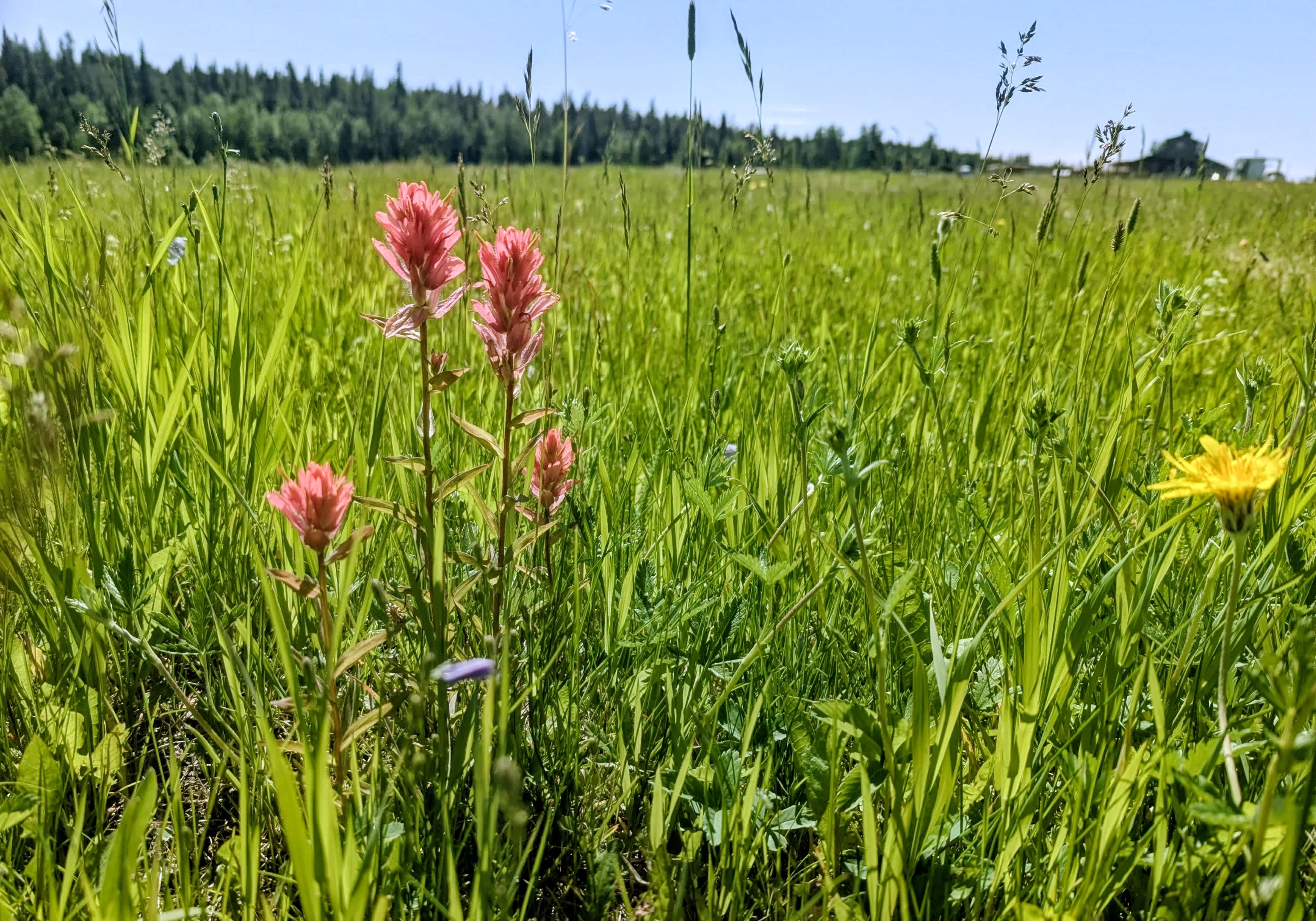 Rough Diamond Ranch Alberta