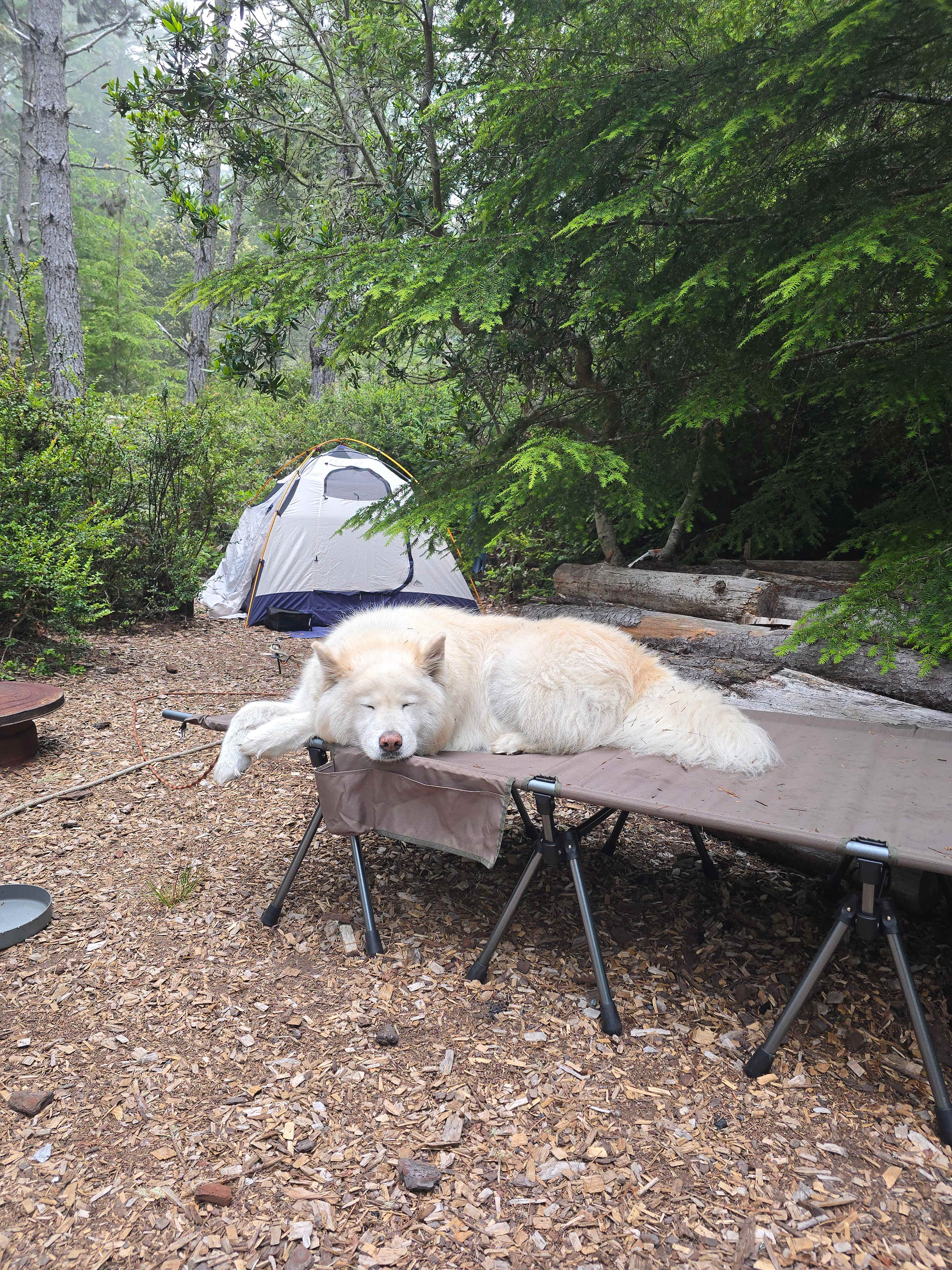 Tuckered