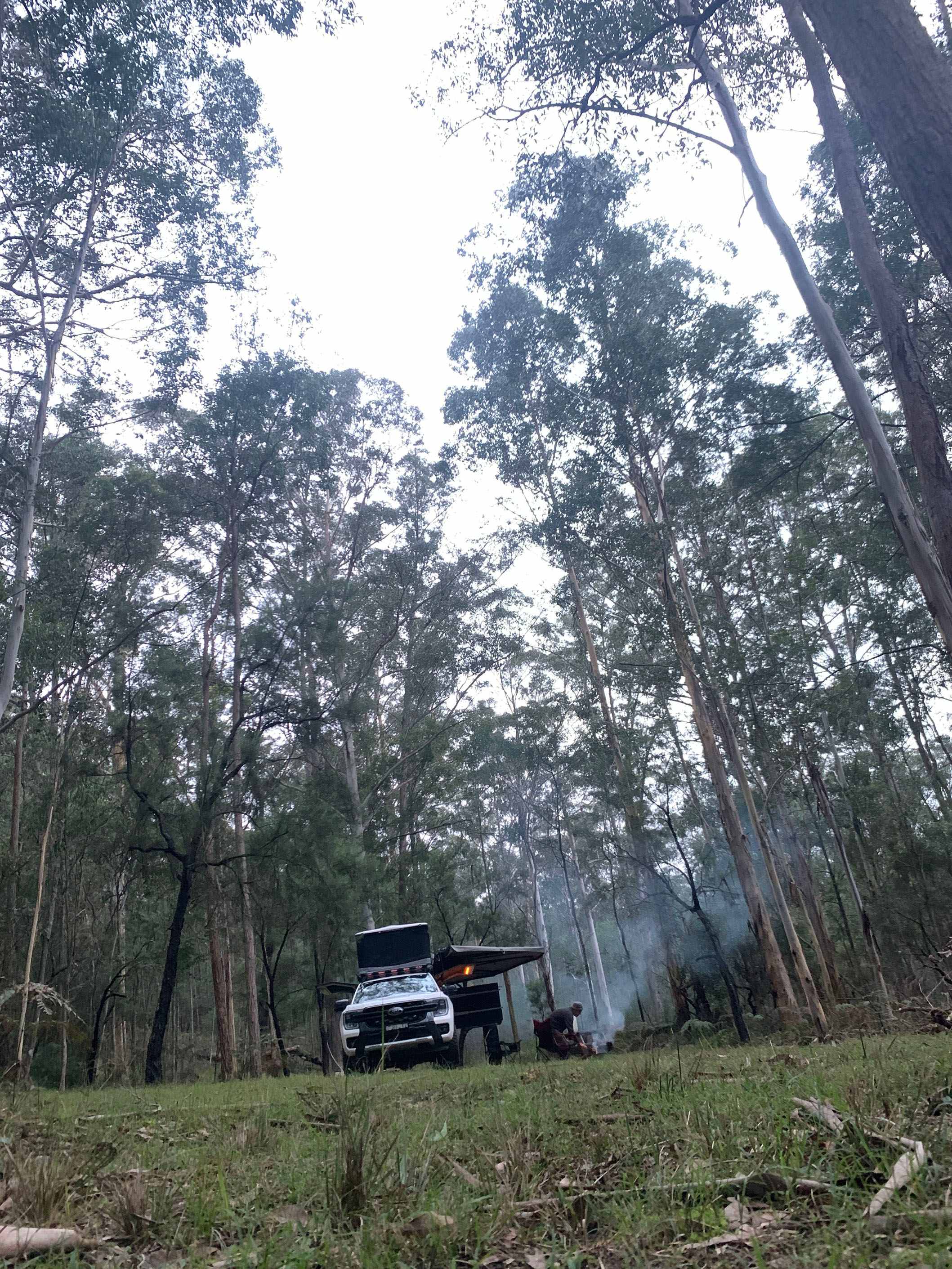 Loved the tall trees