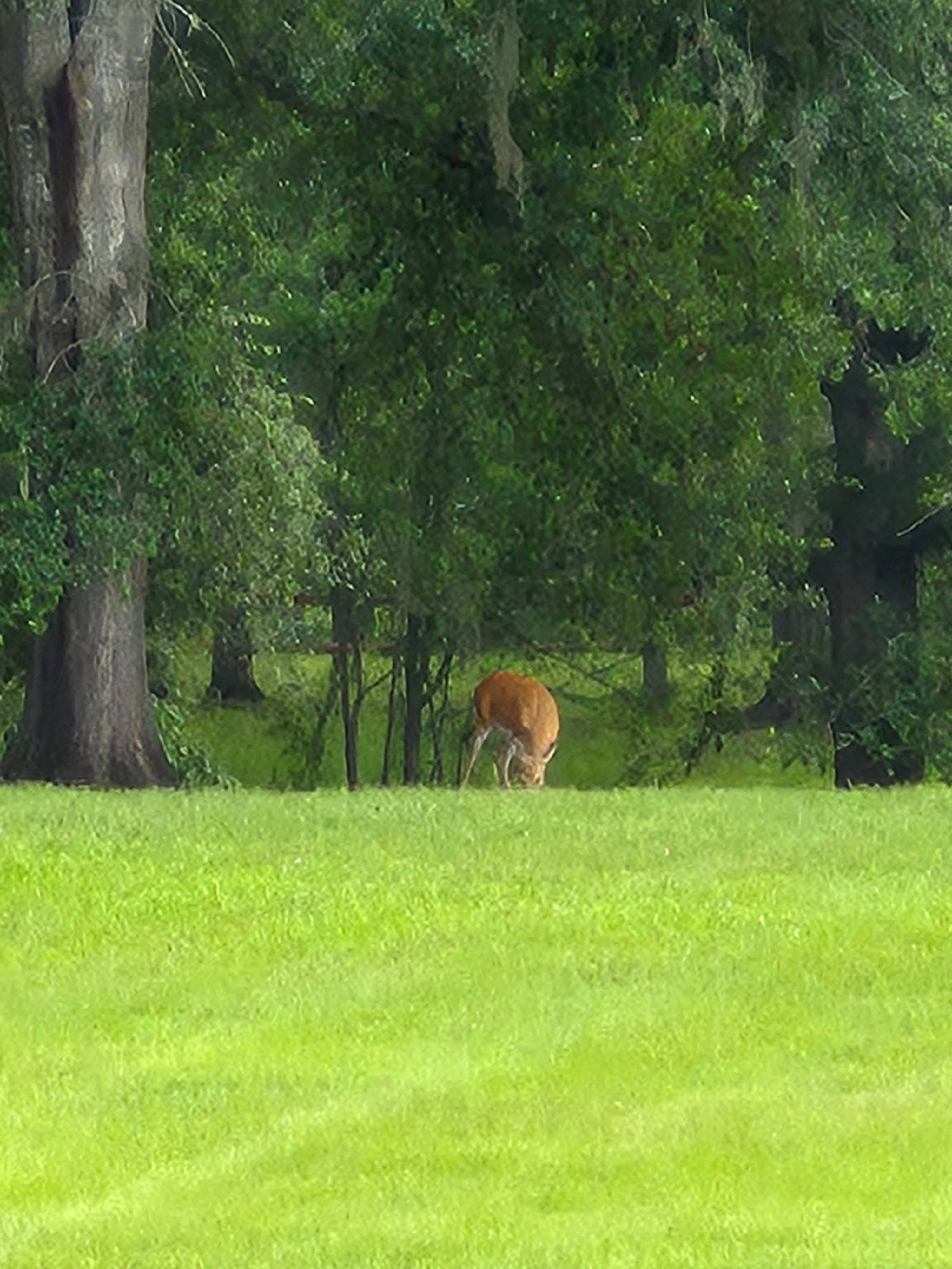 Suwannee River Green Acres