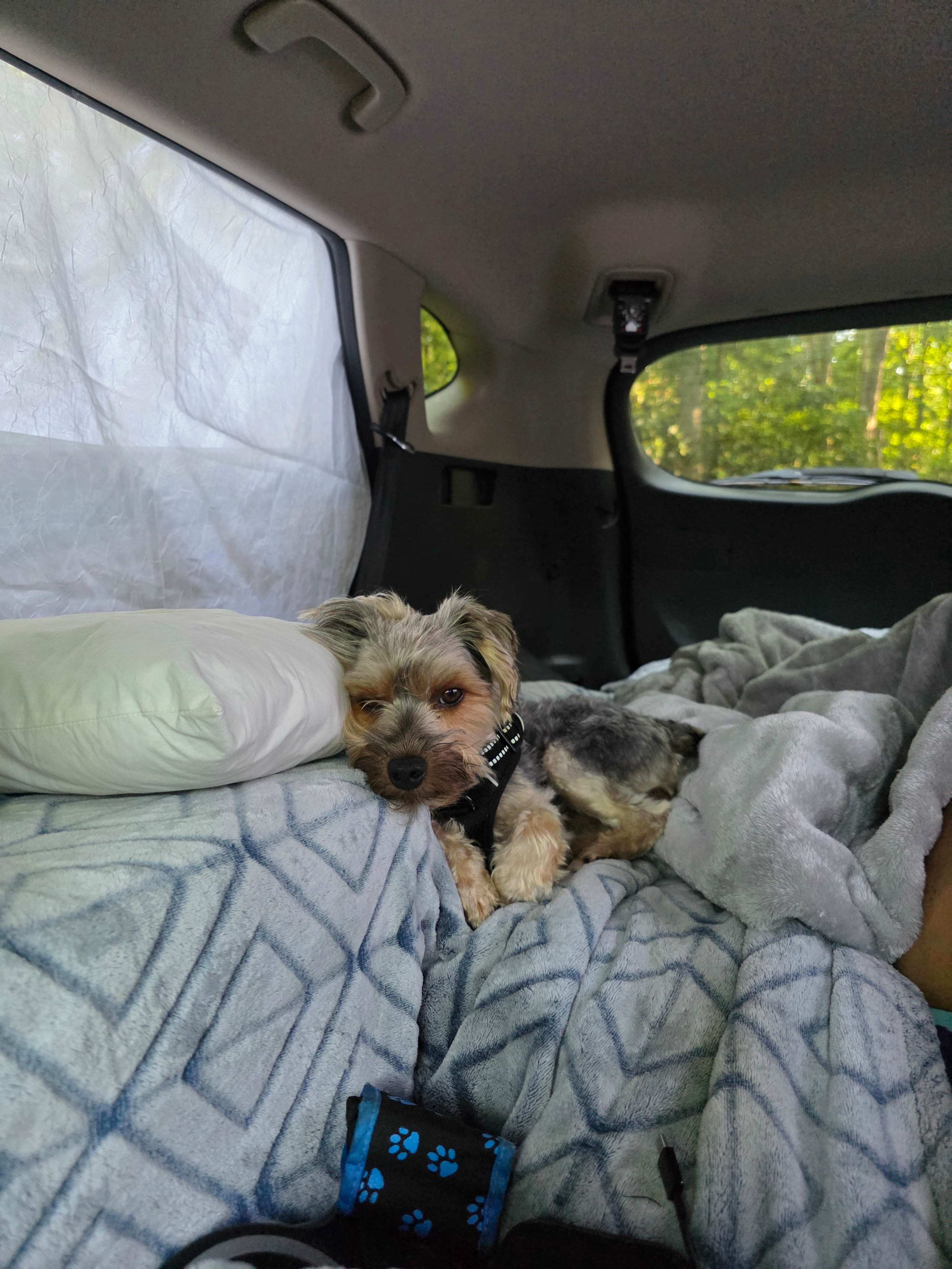 Bald Eagle Campsite
