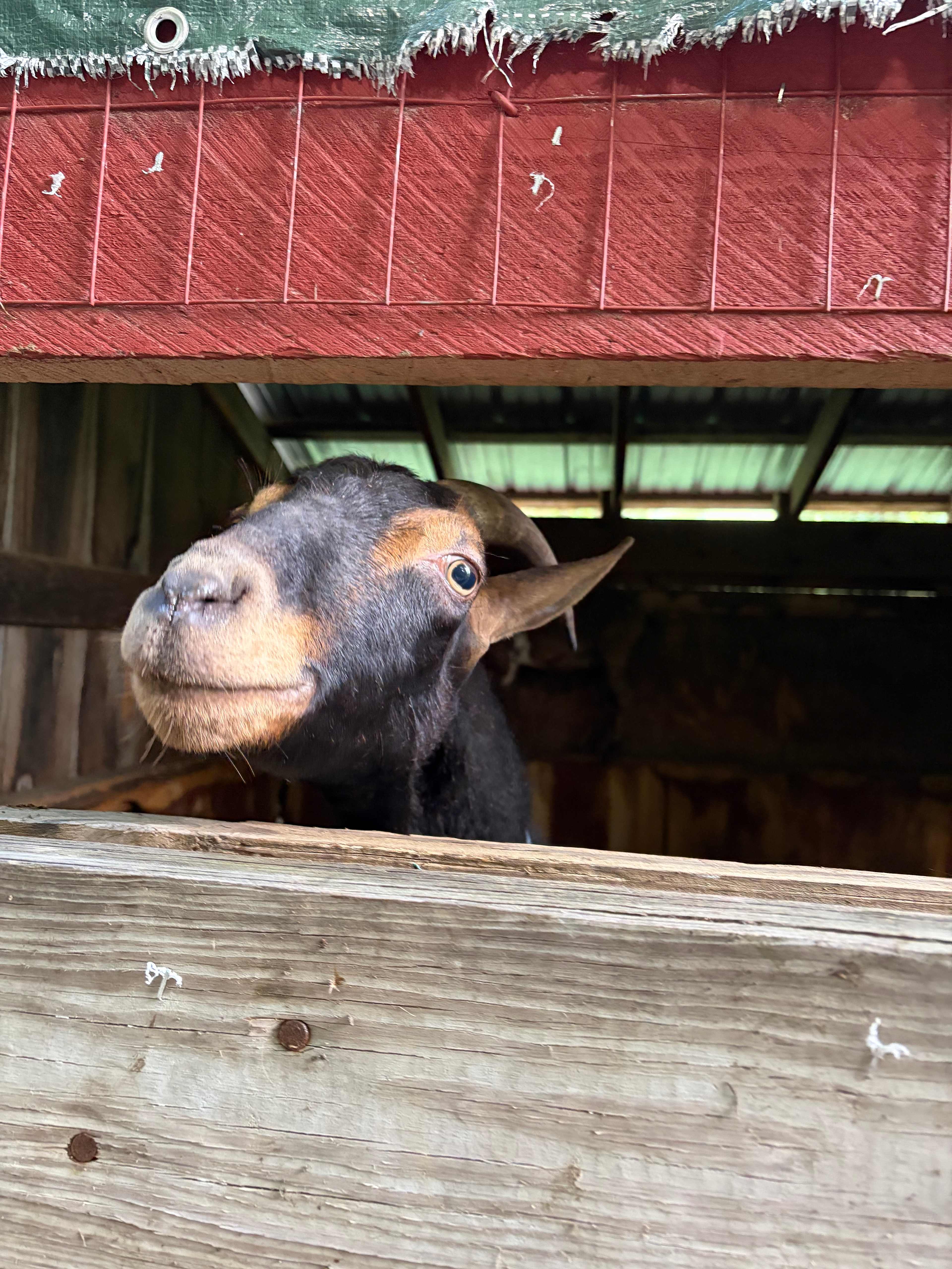Maple Ridge Farm
