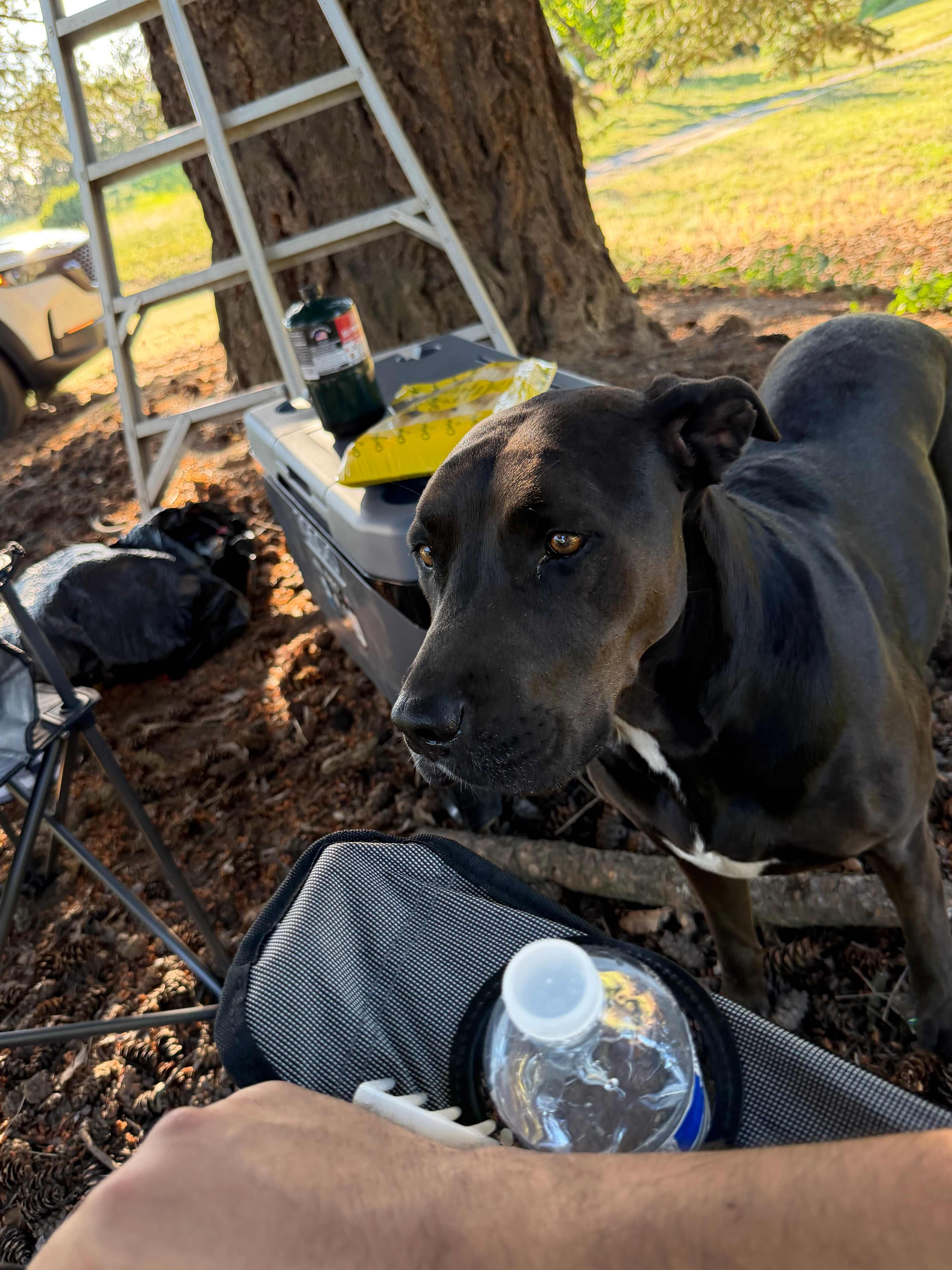 Bella is super friendly and doesn’t bother at all