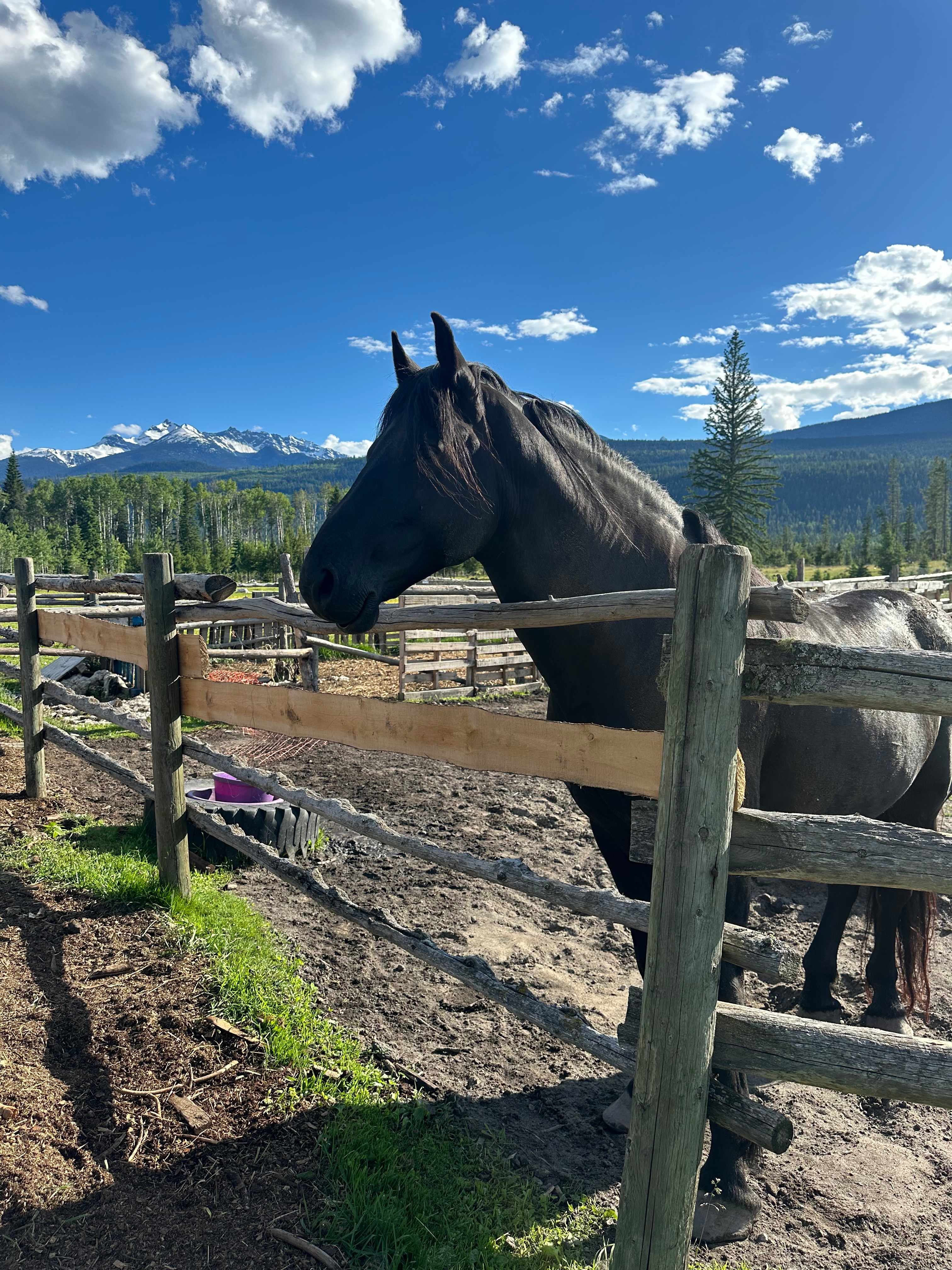 Fuzzy Buddy Ranch