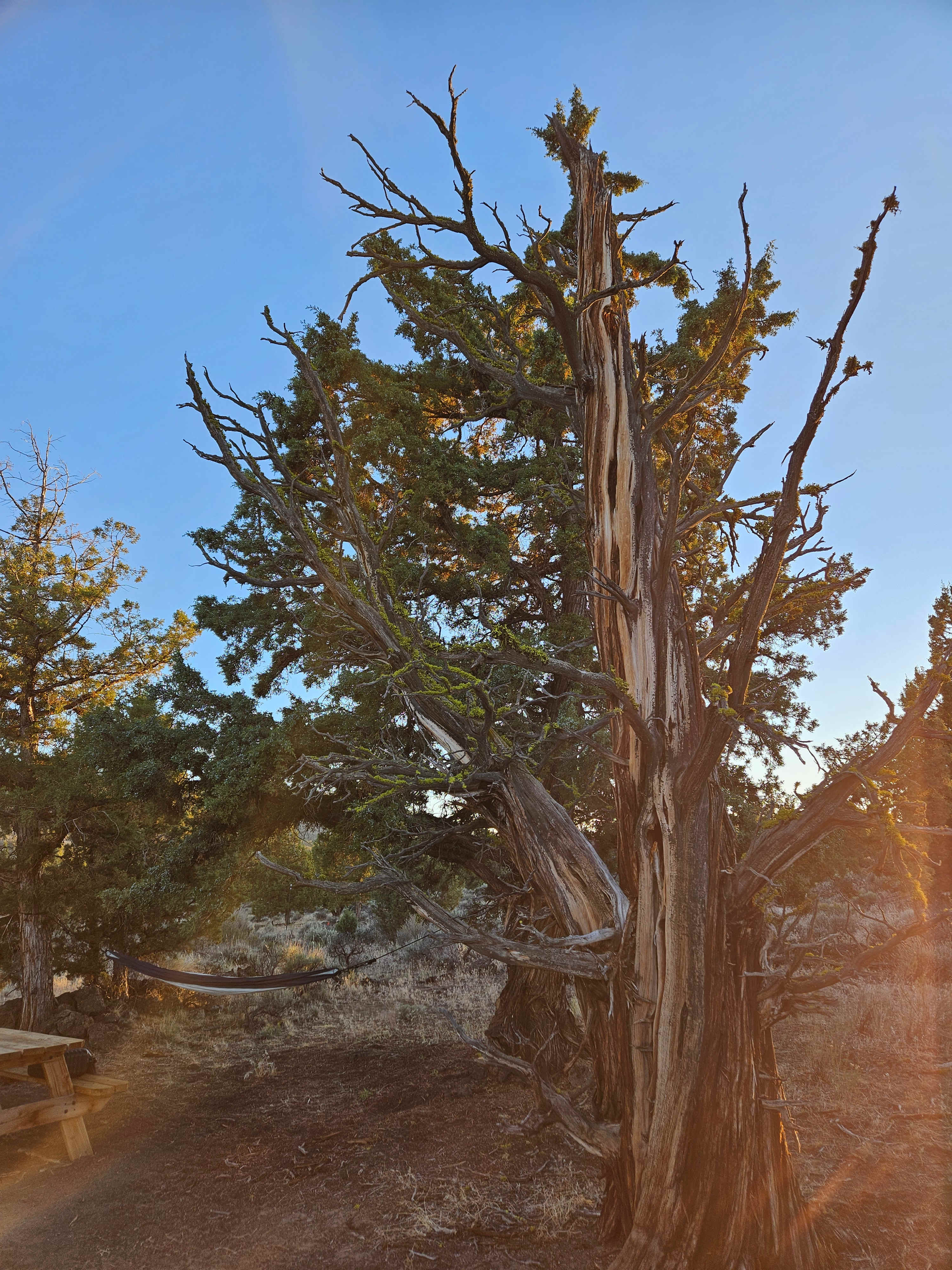 No ghosts only trees