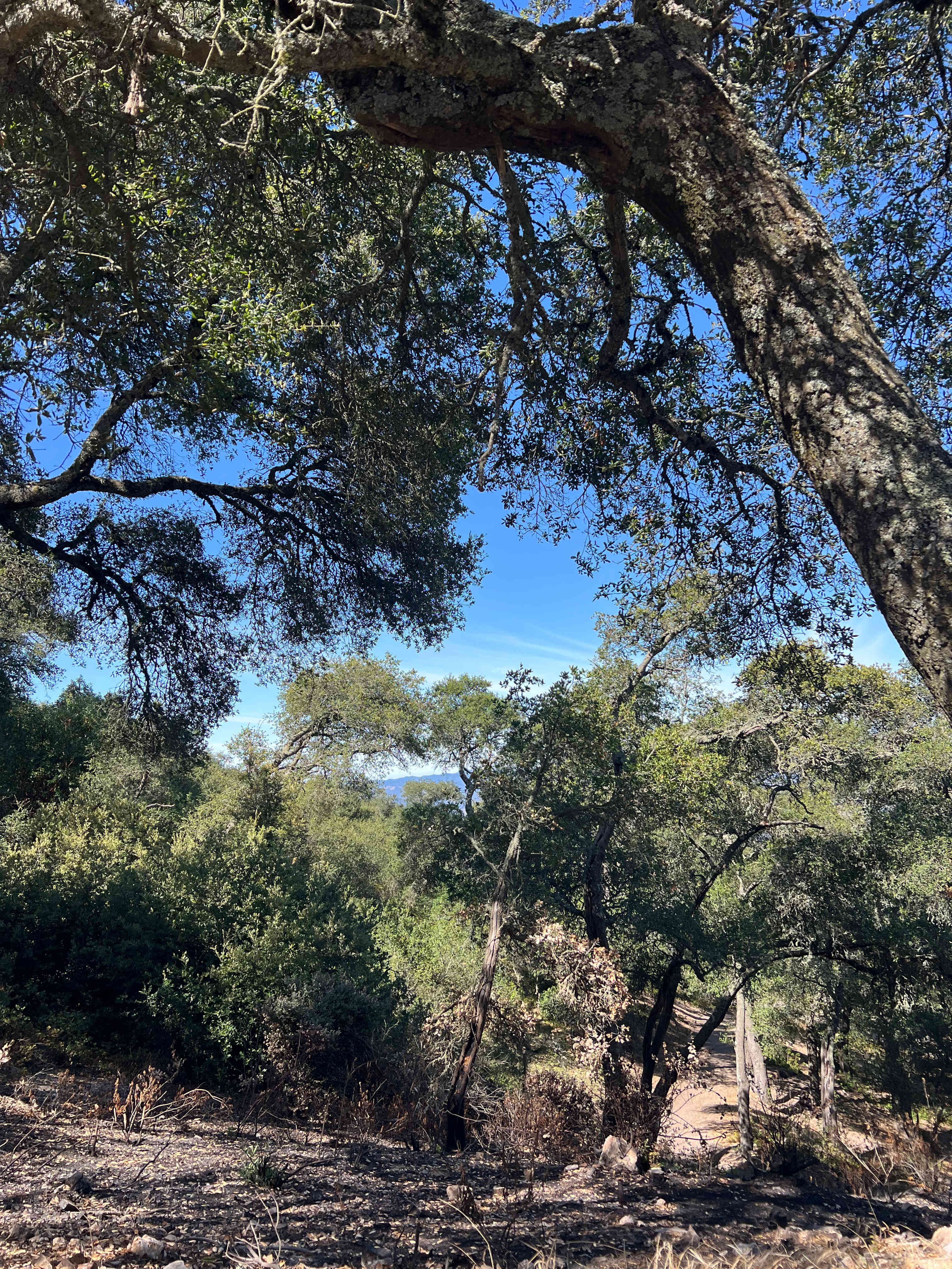 Mt Rancho (FKA La Montaña Ranch)