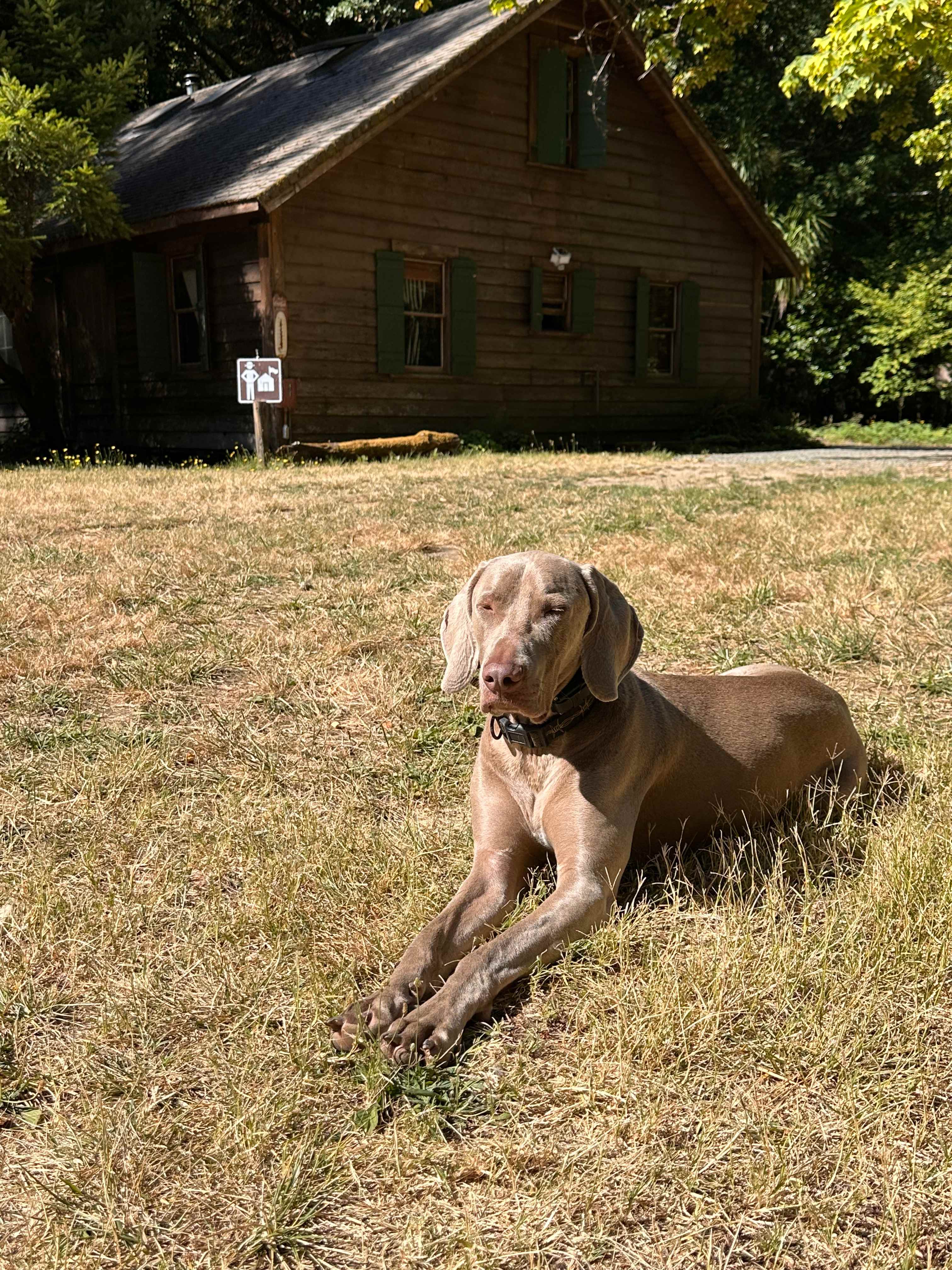 Waldo relaxing in the yard