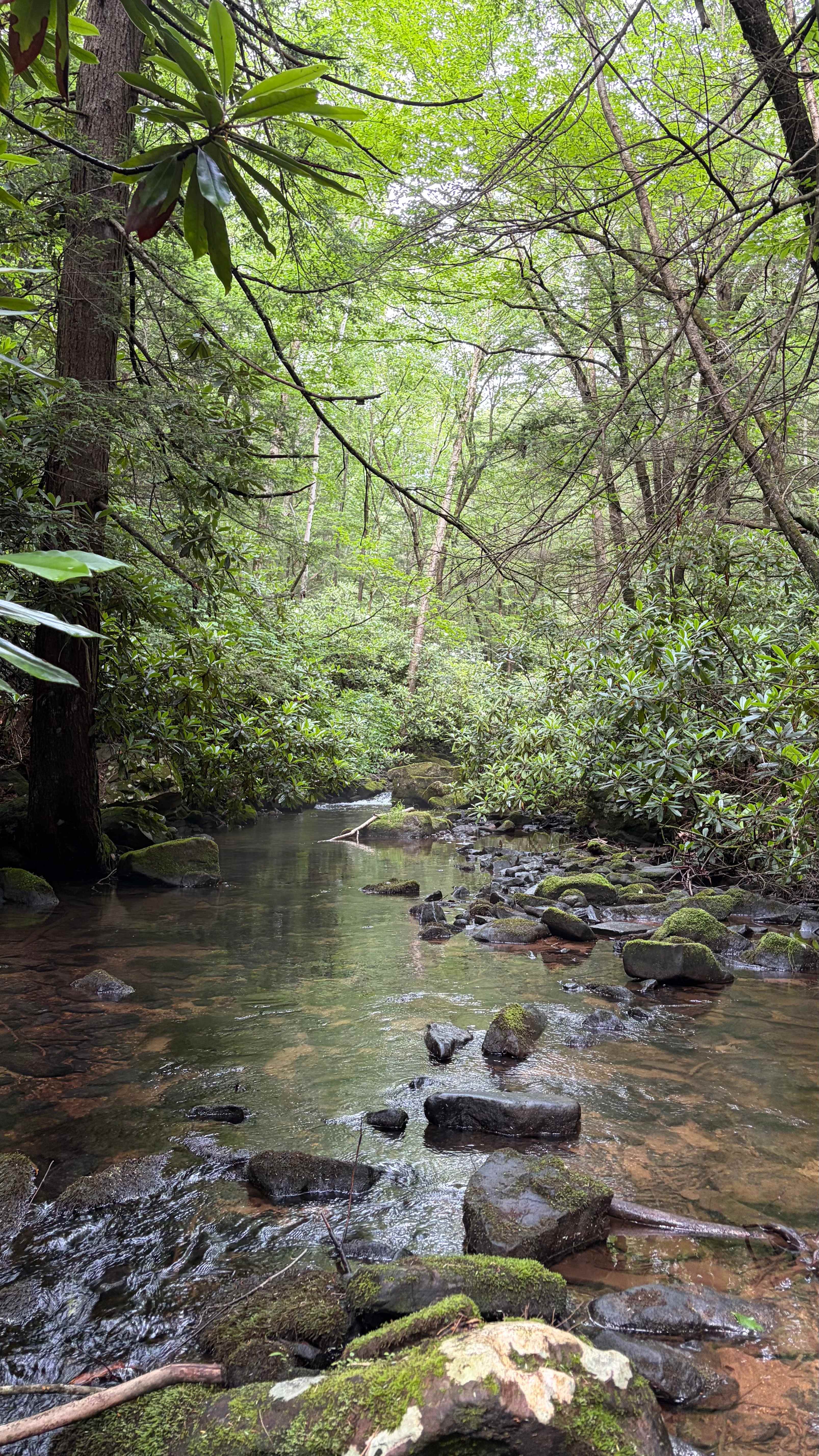 The creek through the site!