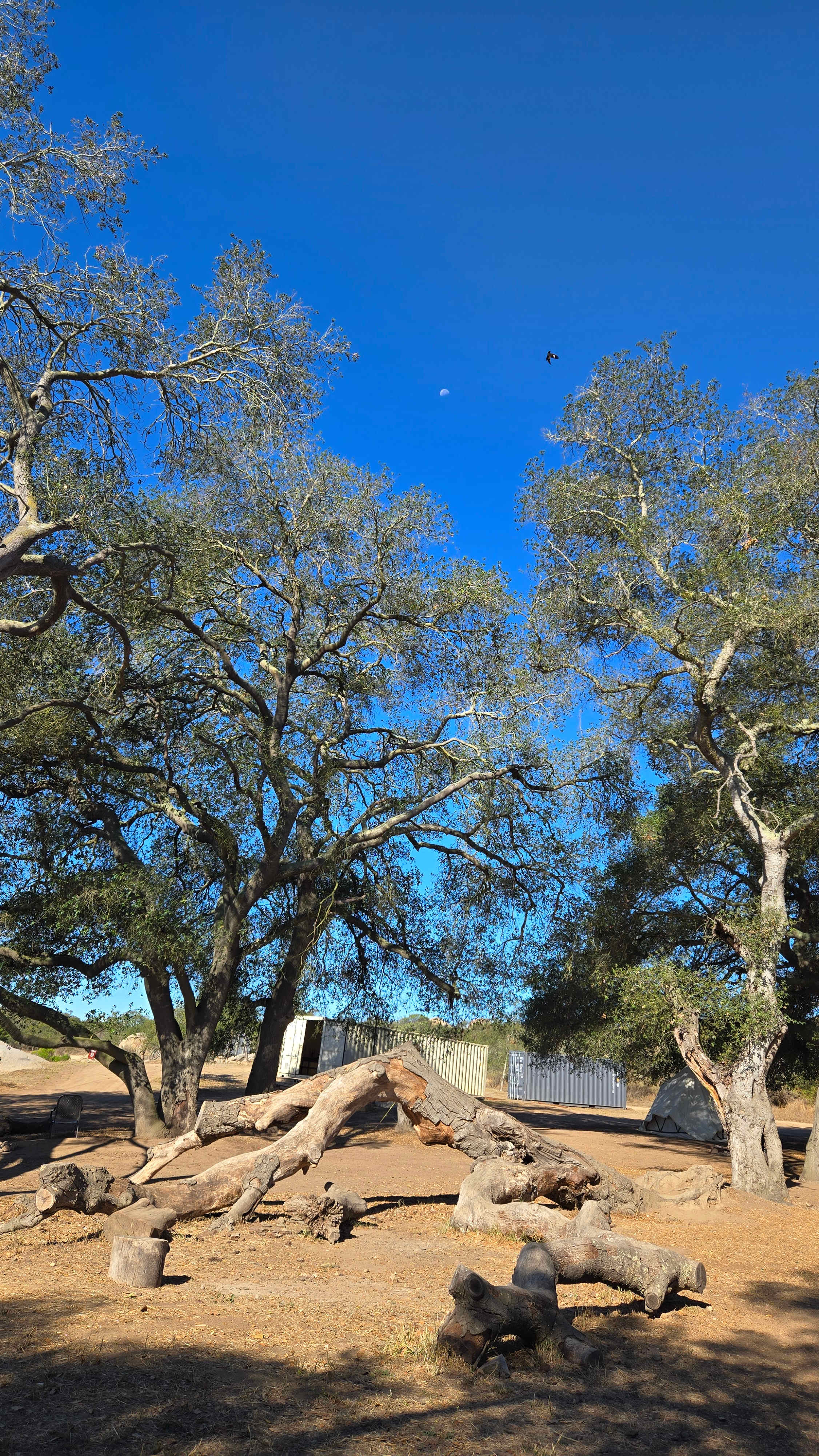 Oak Grove Campsite