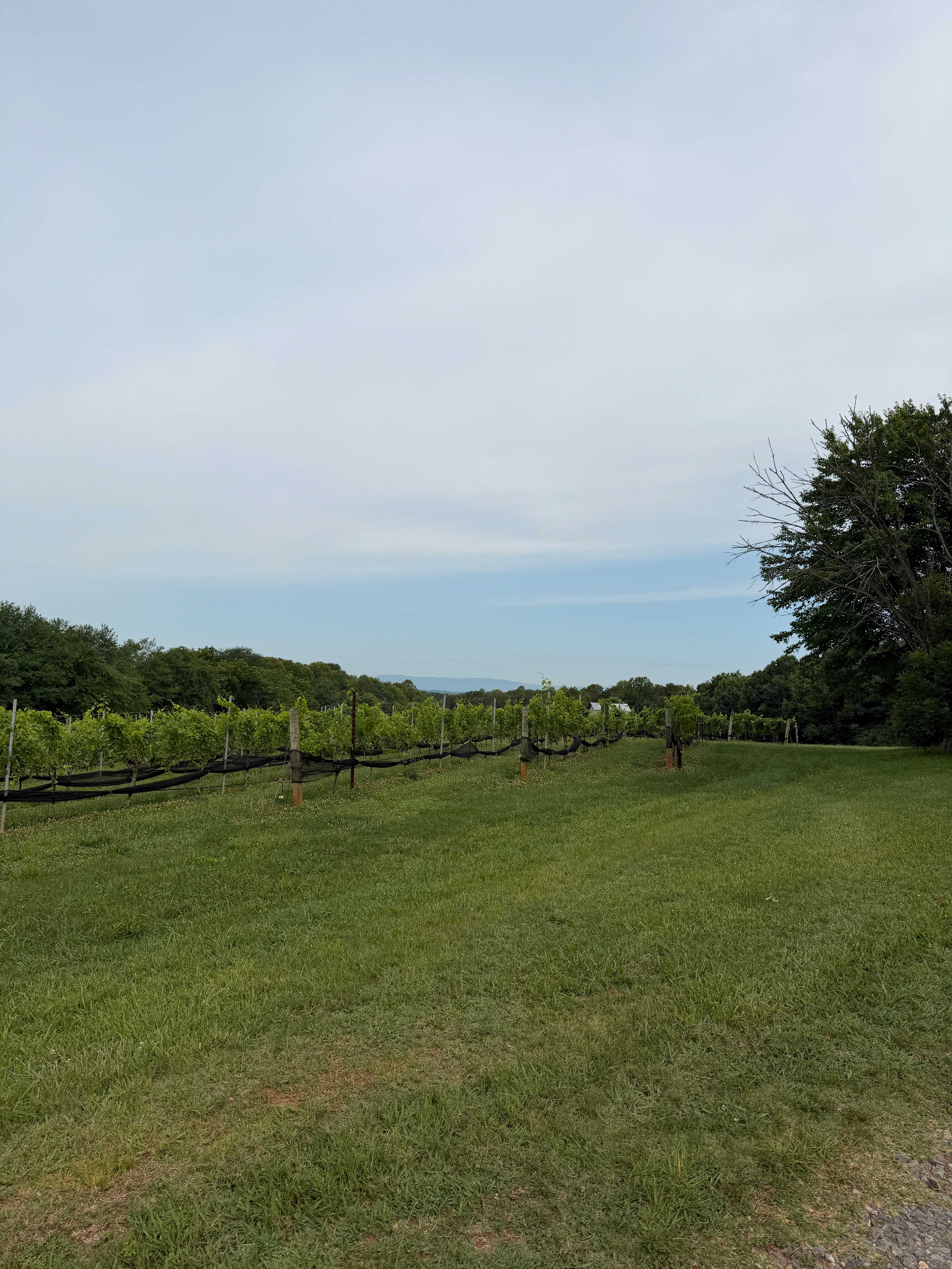 William Cornelius Vineyard