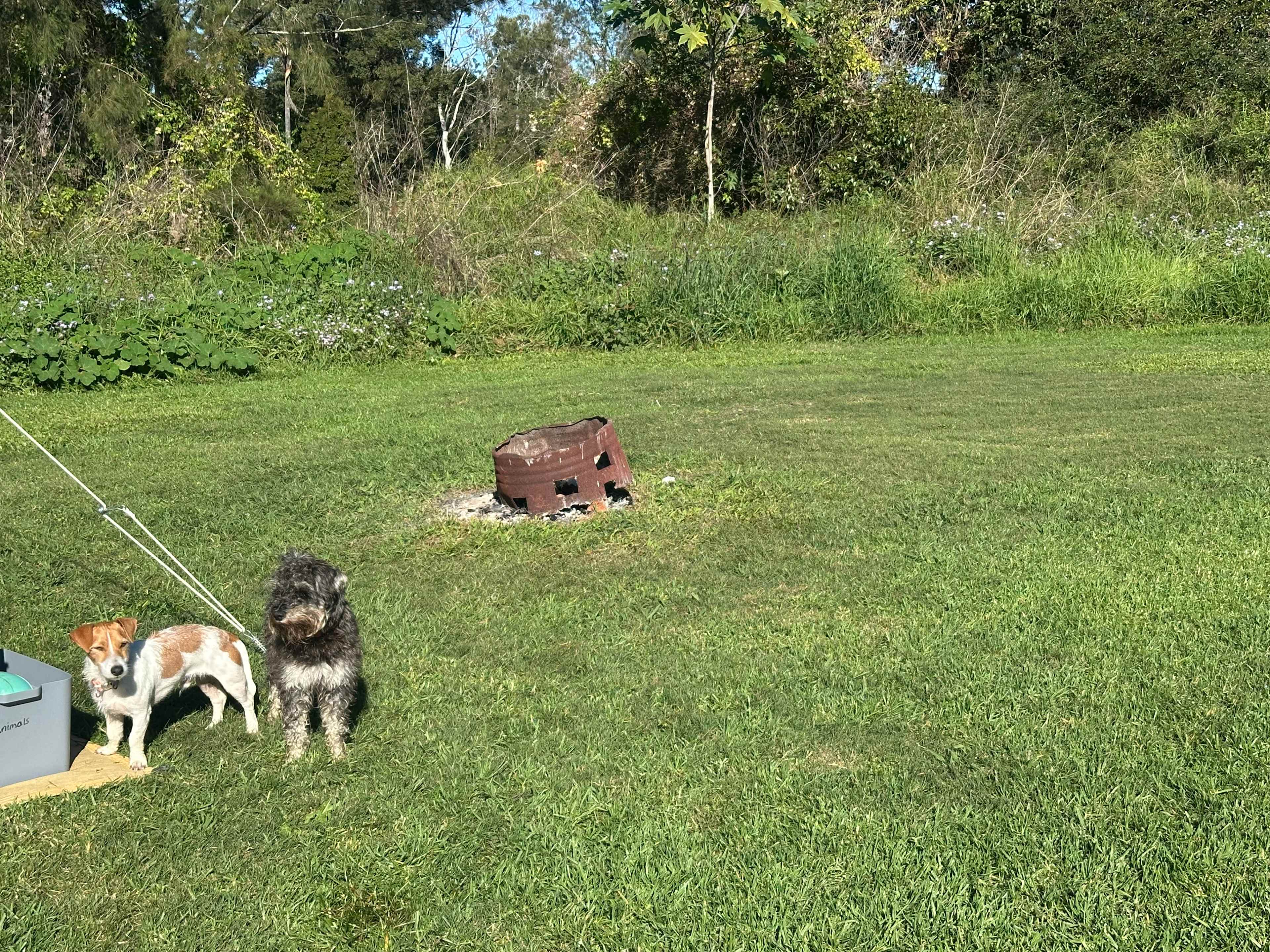 Bellinger River Camping