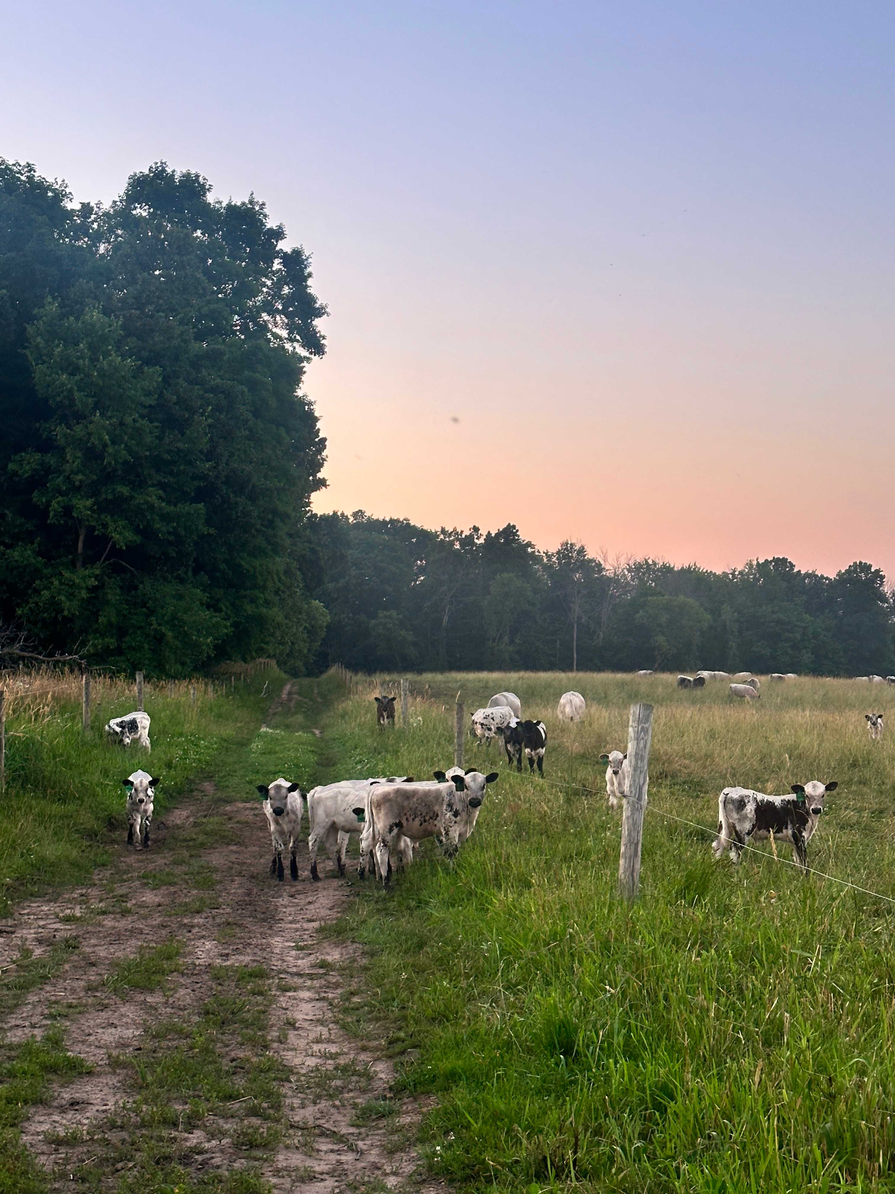 Bouressa Family Farm