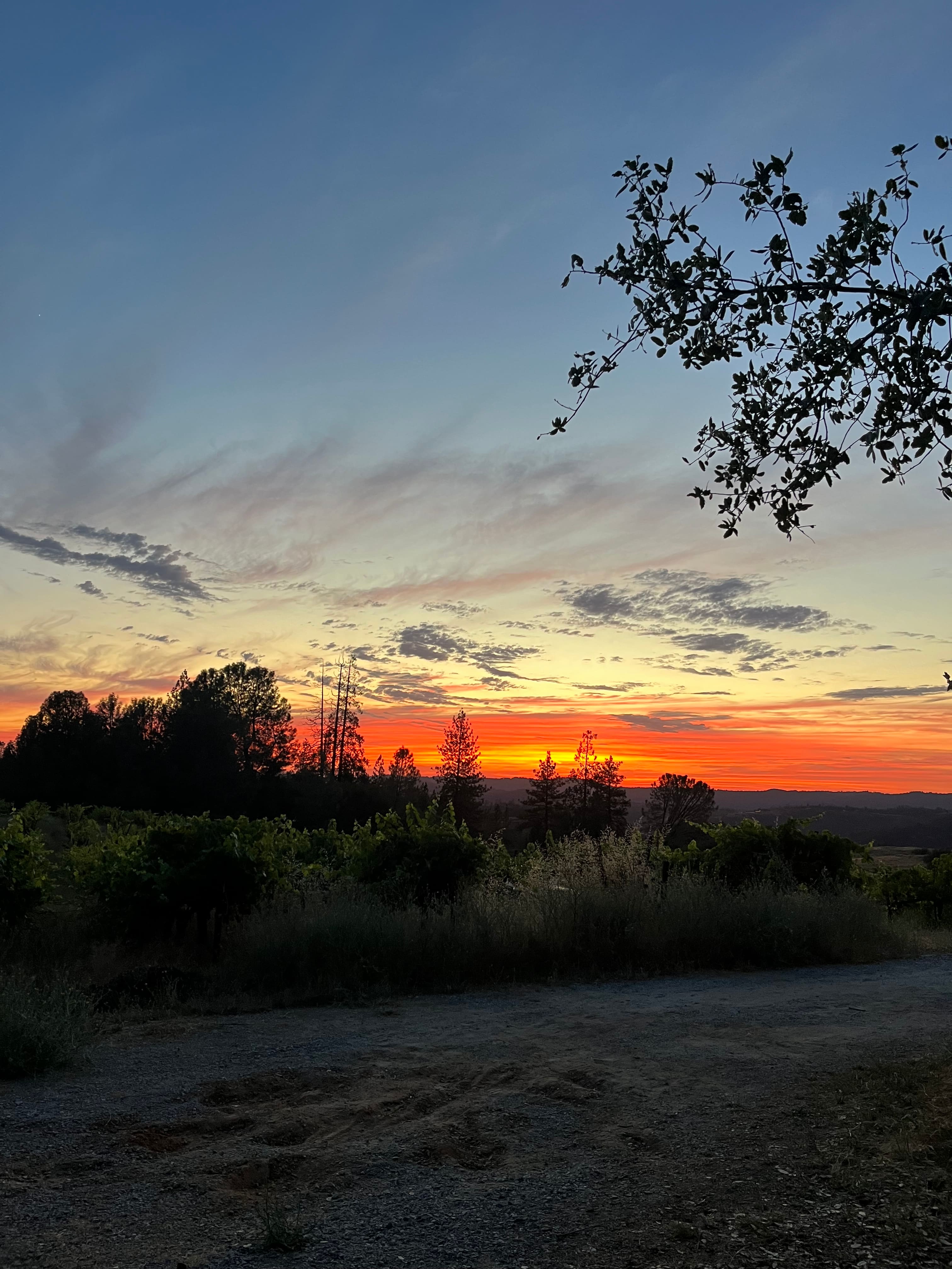 Camp 🏕 Gold Dust Vineyard