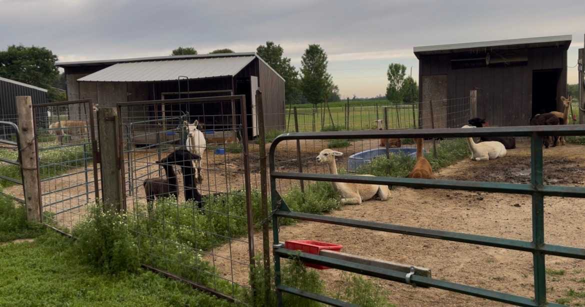 Pootcorners Alpacas