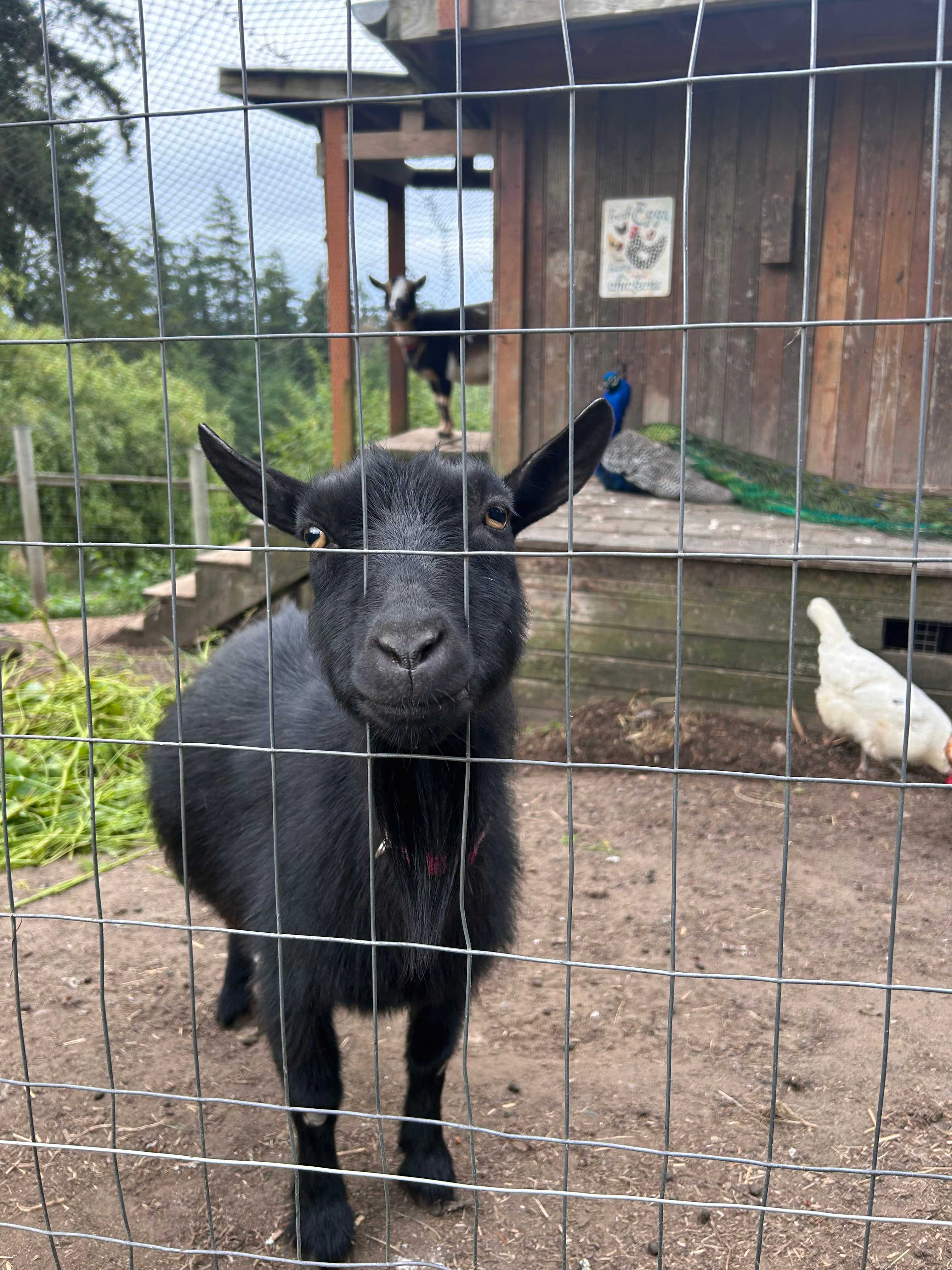 A Taste of Whidbey