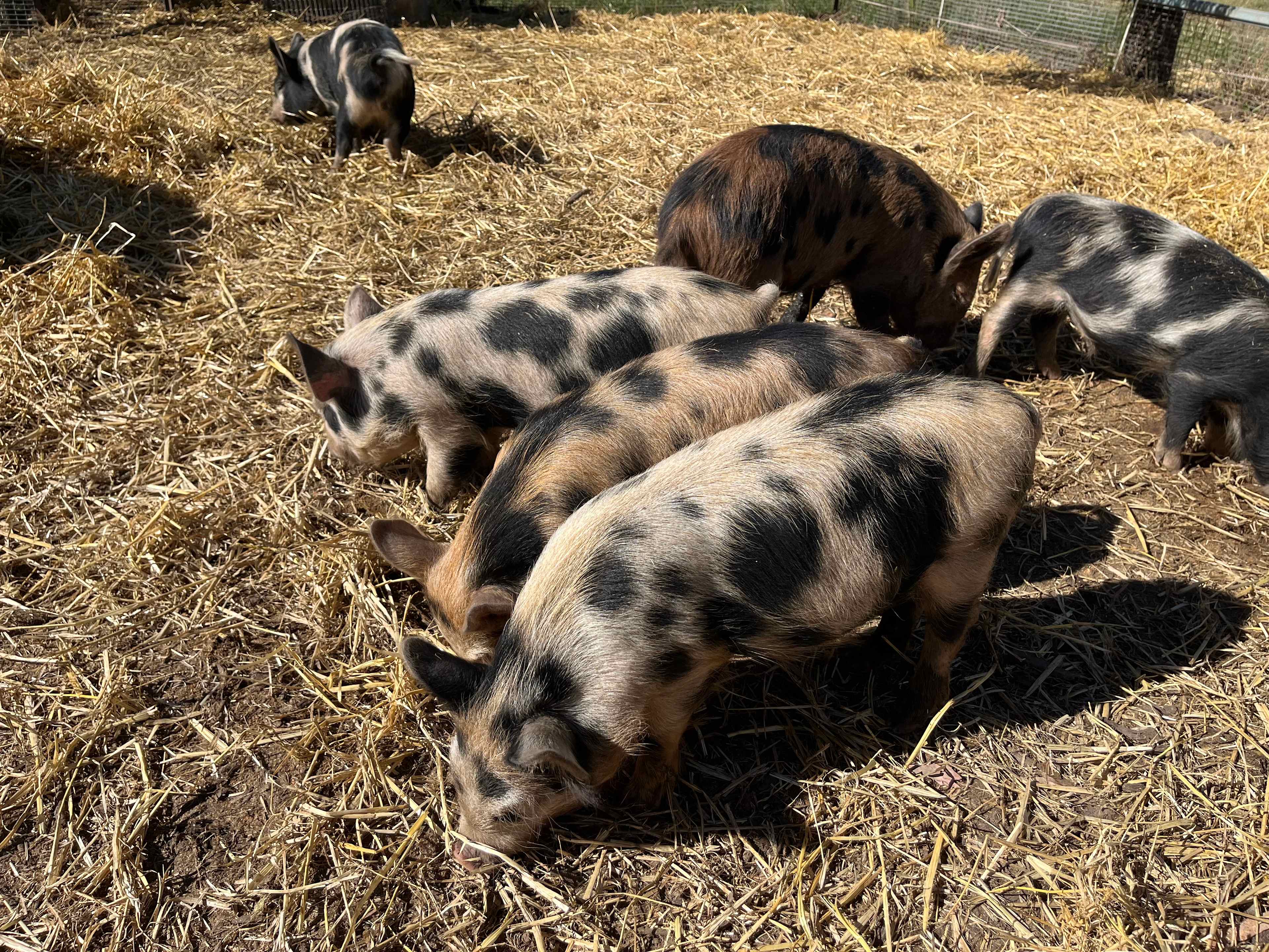 Savvy Creek Farms