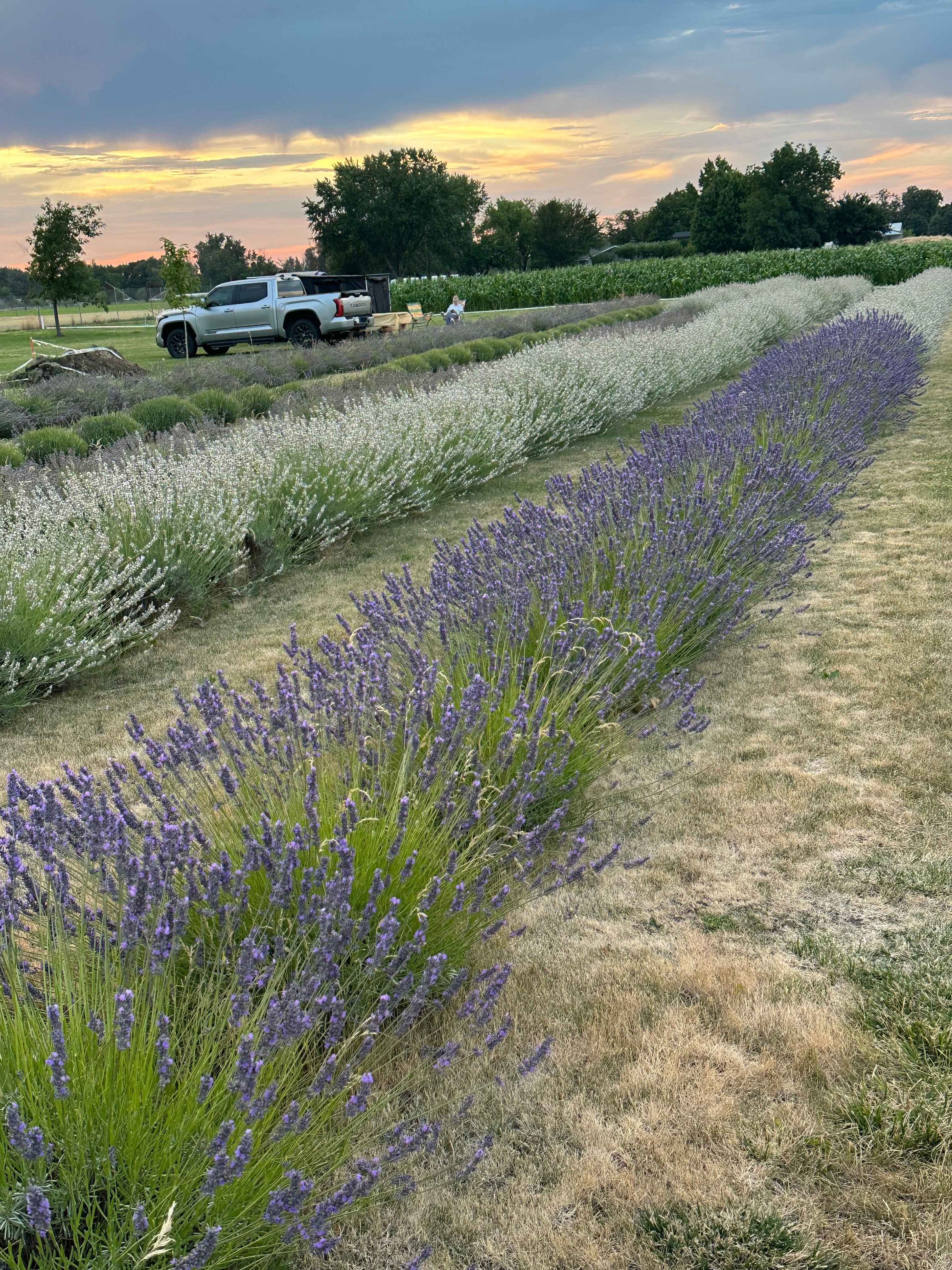 Relaxing, Peaceful Lavender Farm